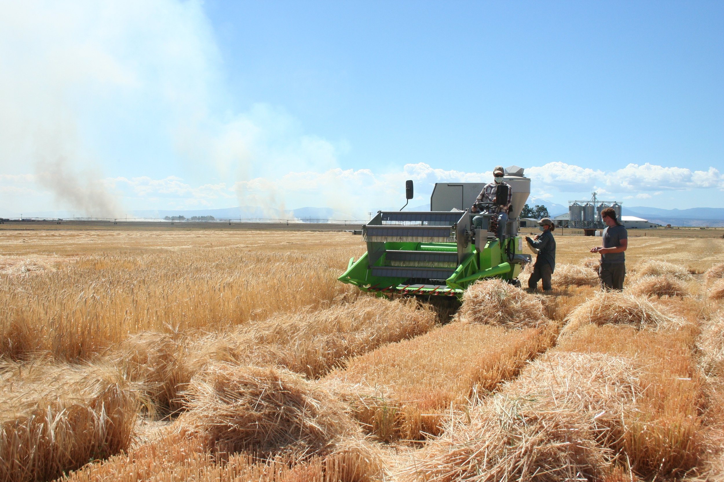 Malt: The Meat in your Beer
