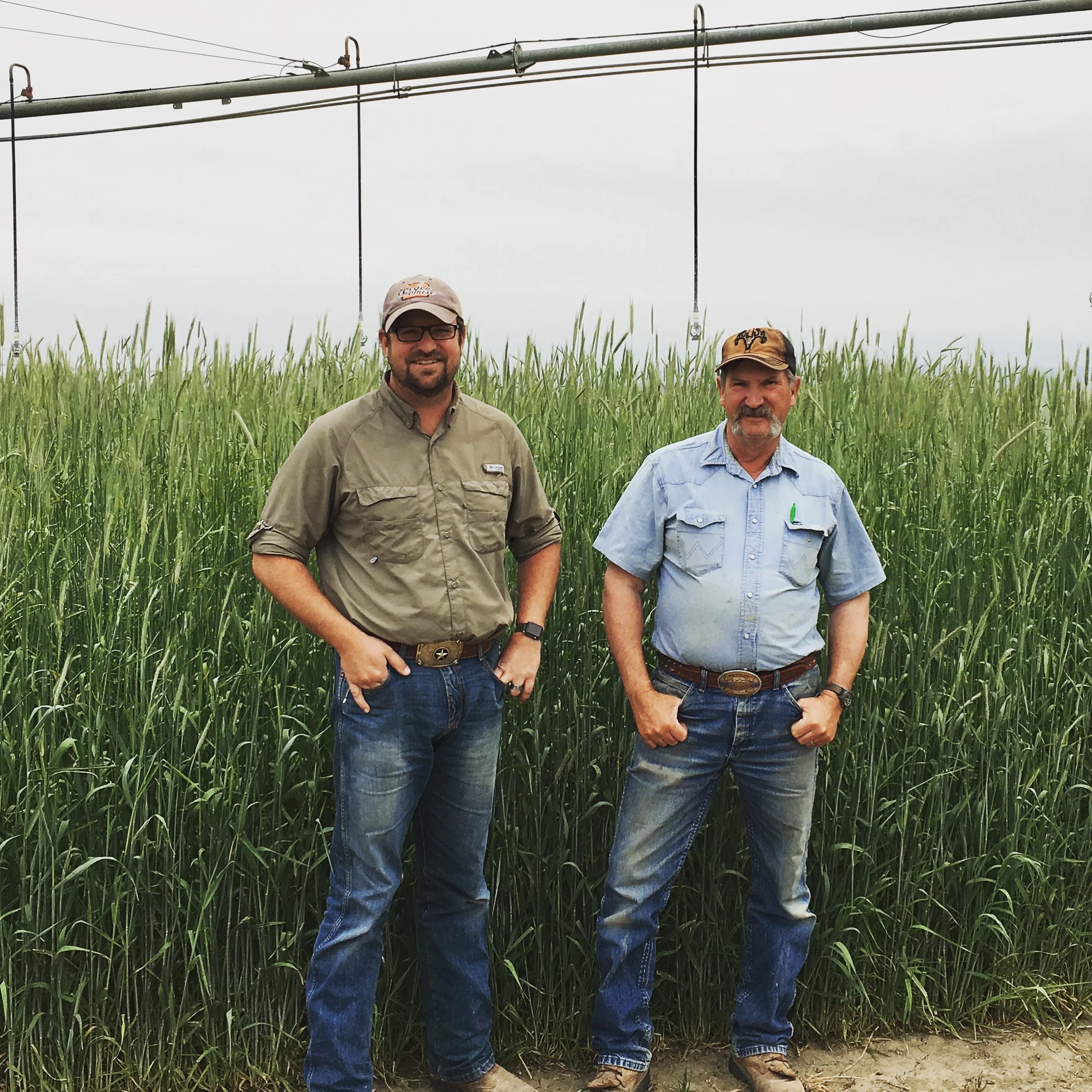 Seth and Brad Klann standing next to their field of heirloom malting rye