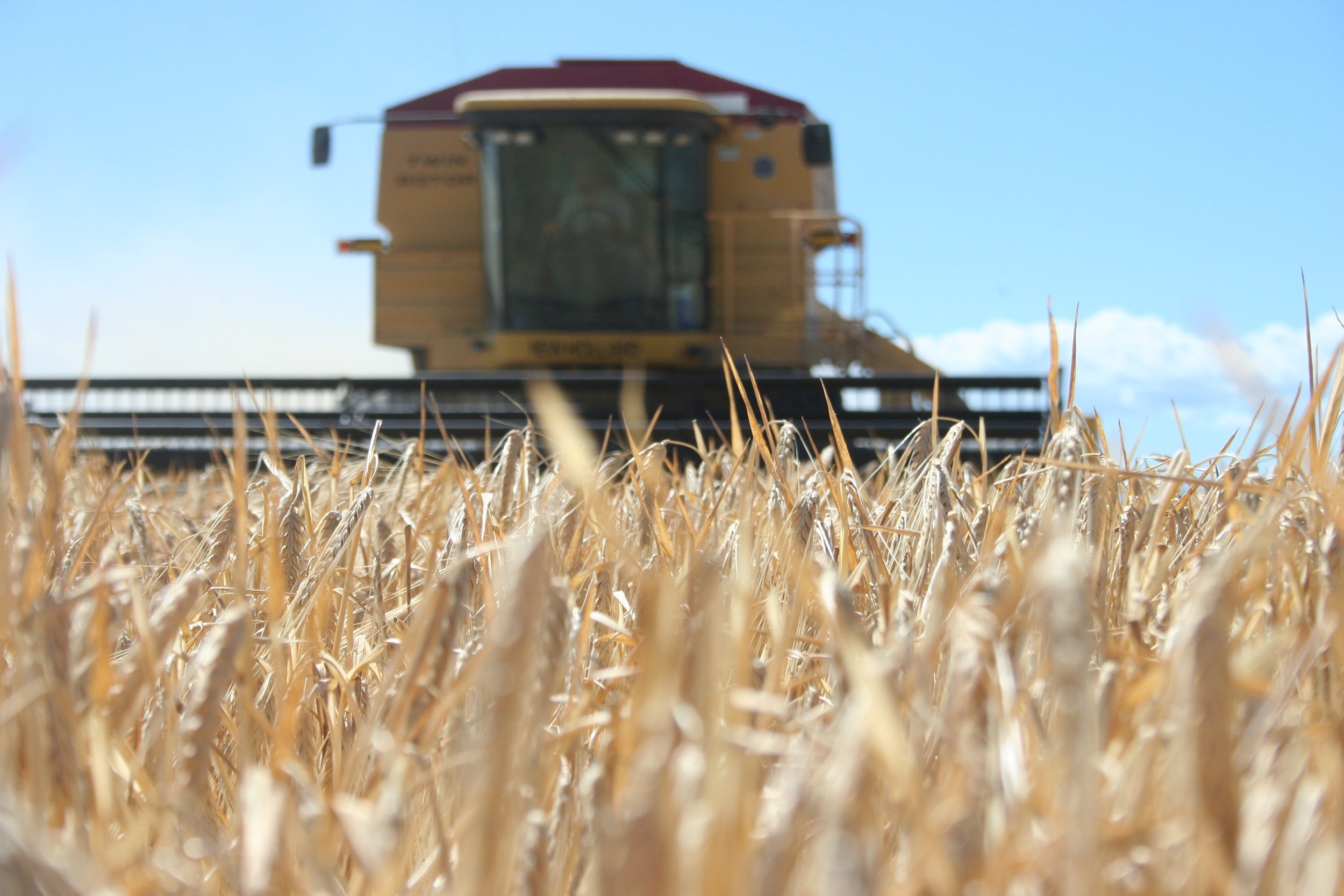 Barley, Malt, Beer and Flavor
