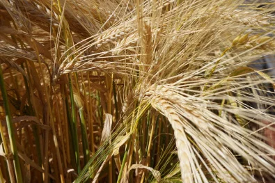 mecca_barley.jpg