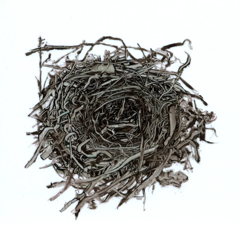 Tiny Nest #2, 2013