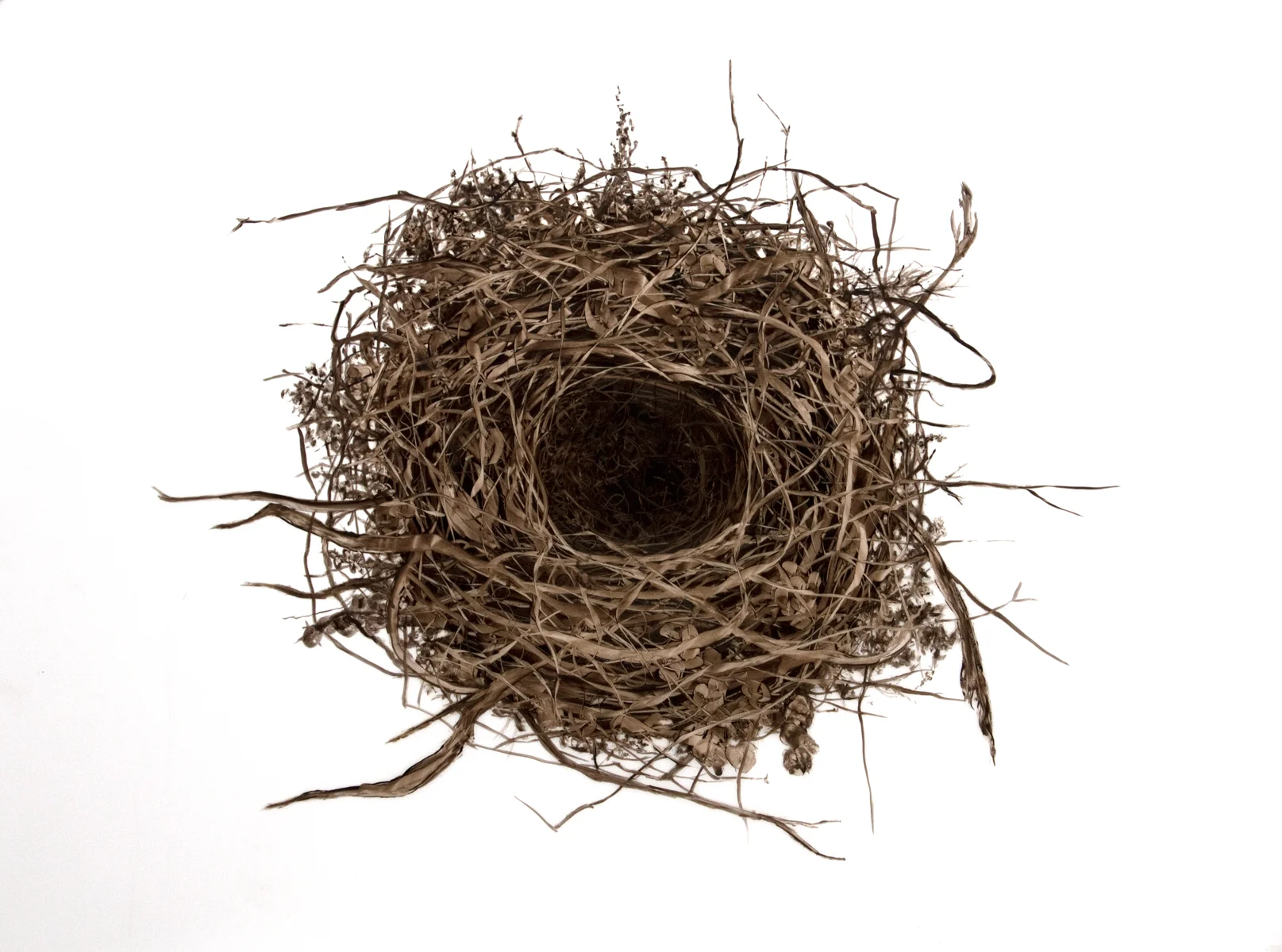Nest #7, 2014