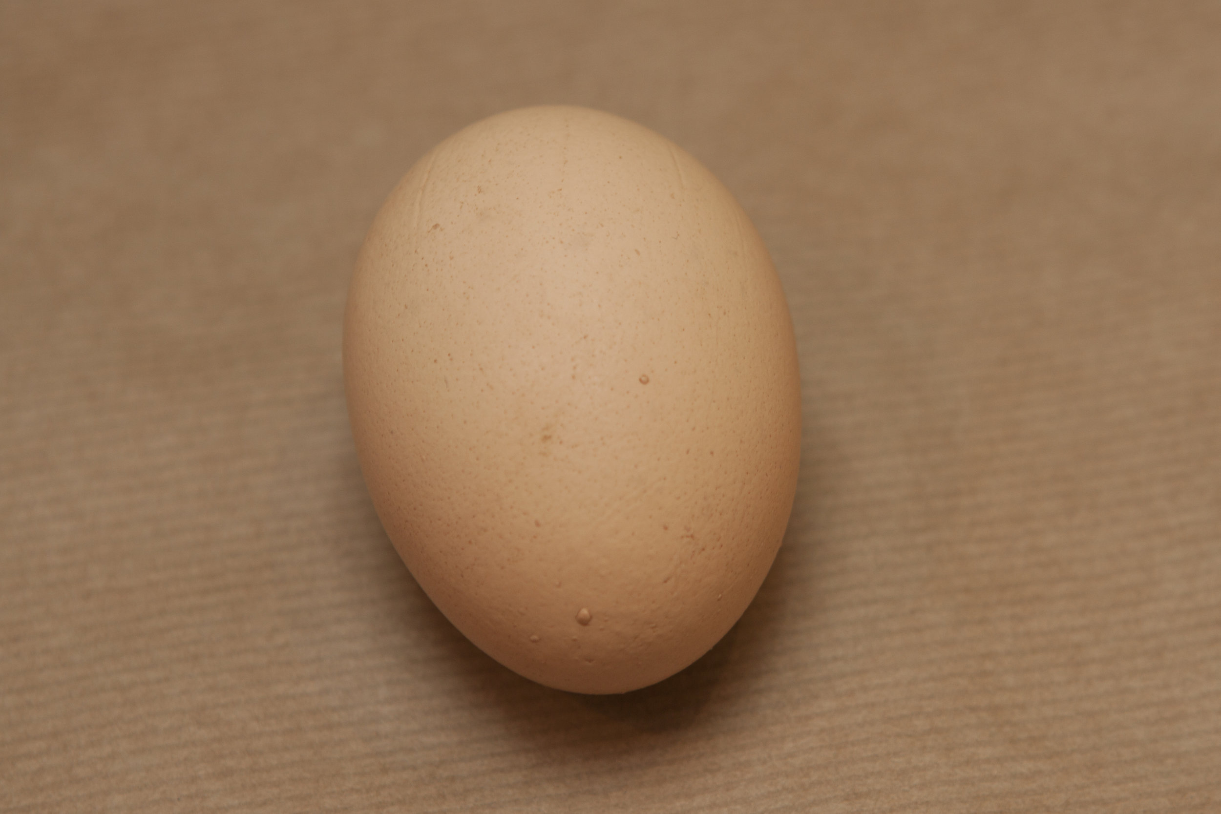 egg04.jpg