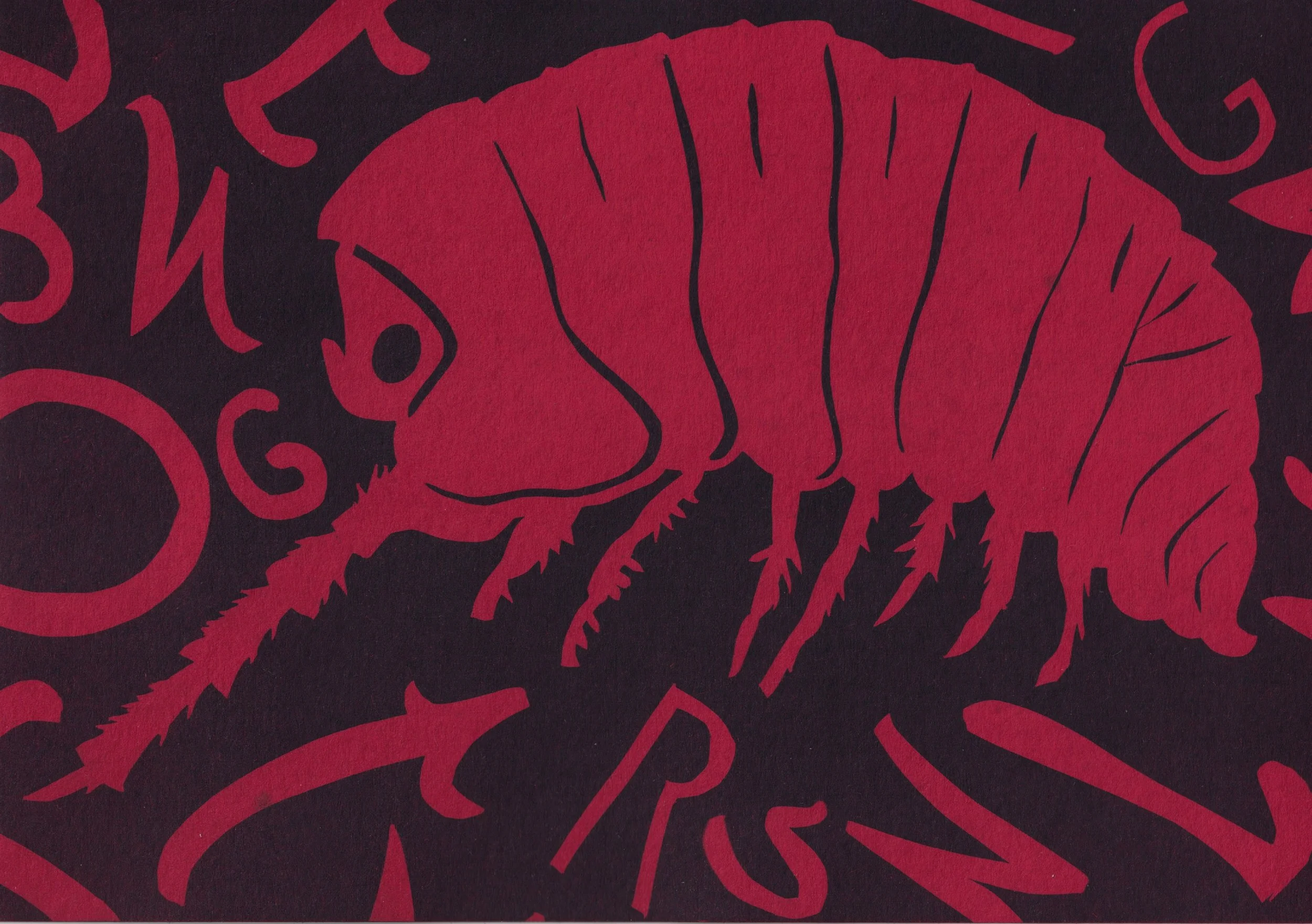 isopod.jpg
