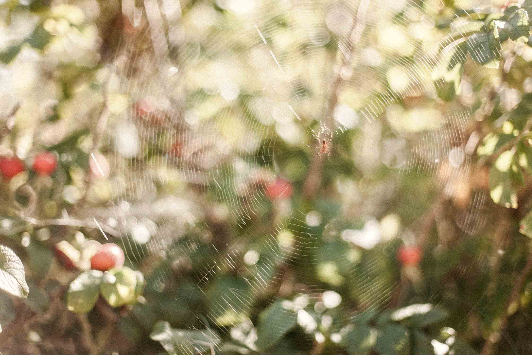 Djupedal_Spider_0166©CamillaJensen.jpg