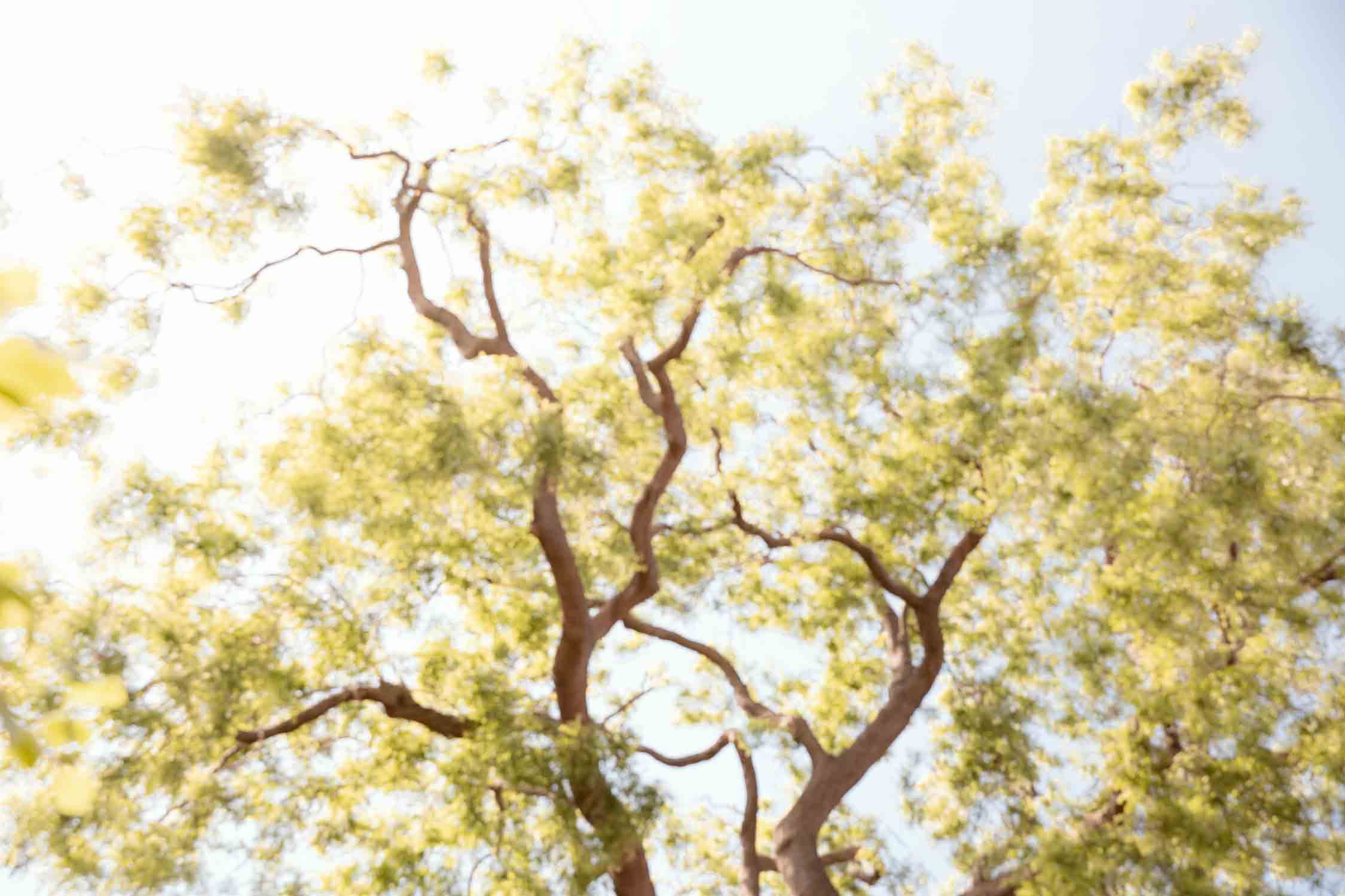 Djupedal_Pagodetree_9973©CamillaJensen.jpg