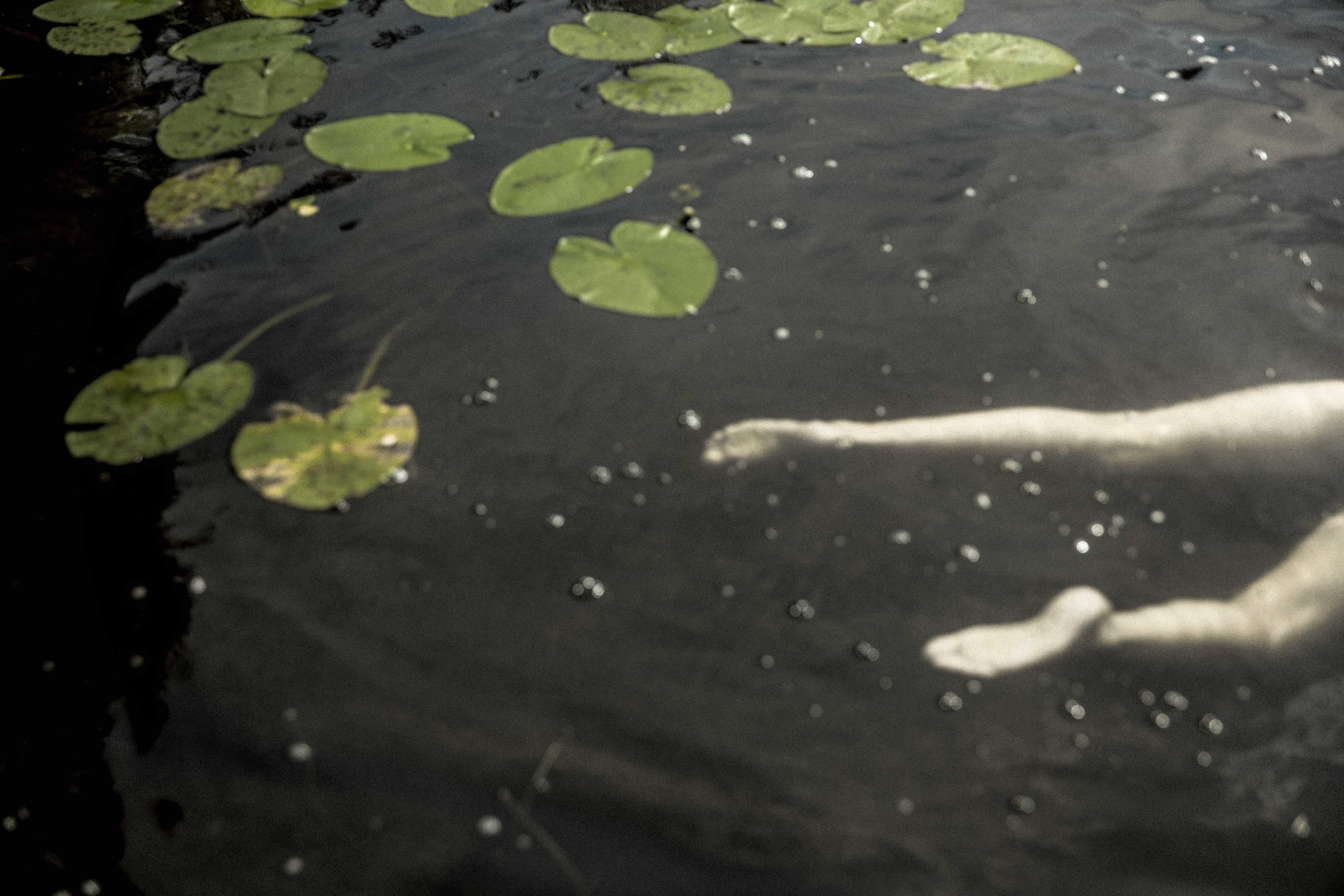 Waterlilies_3750.jpg