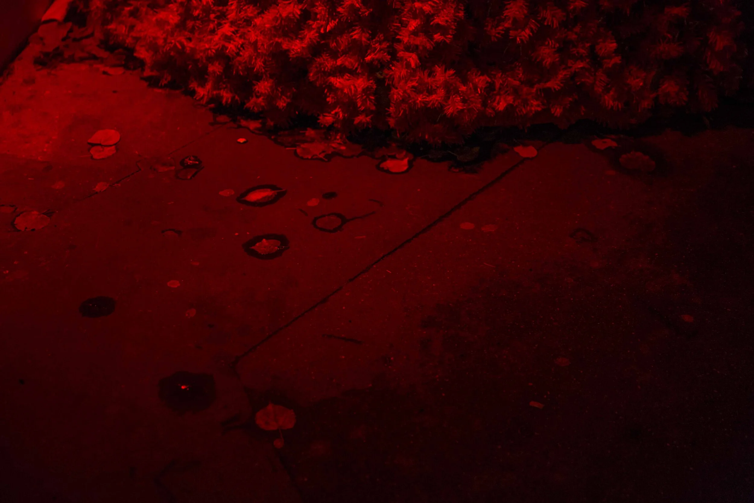 Red_Vegetation_at_Night_in_Paris_0438.jpg