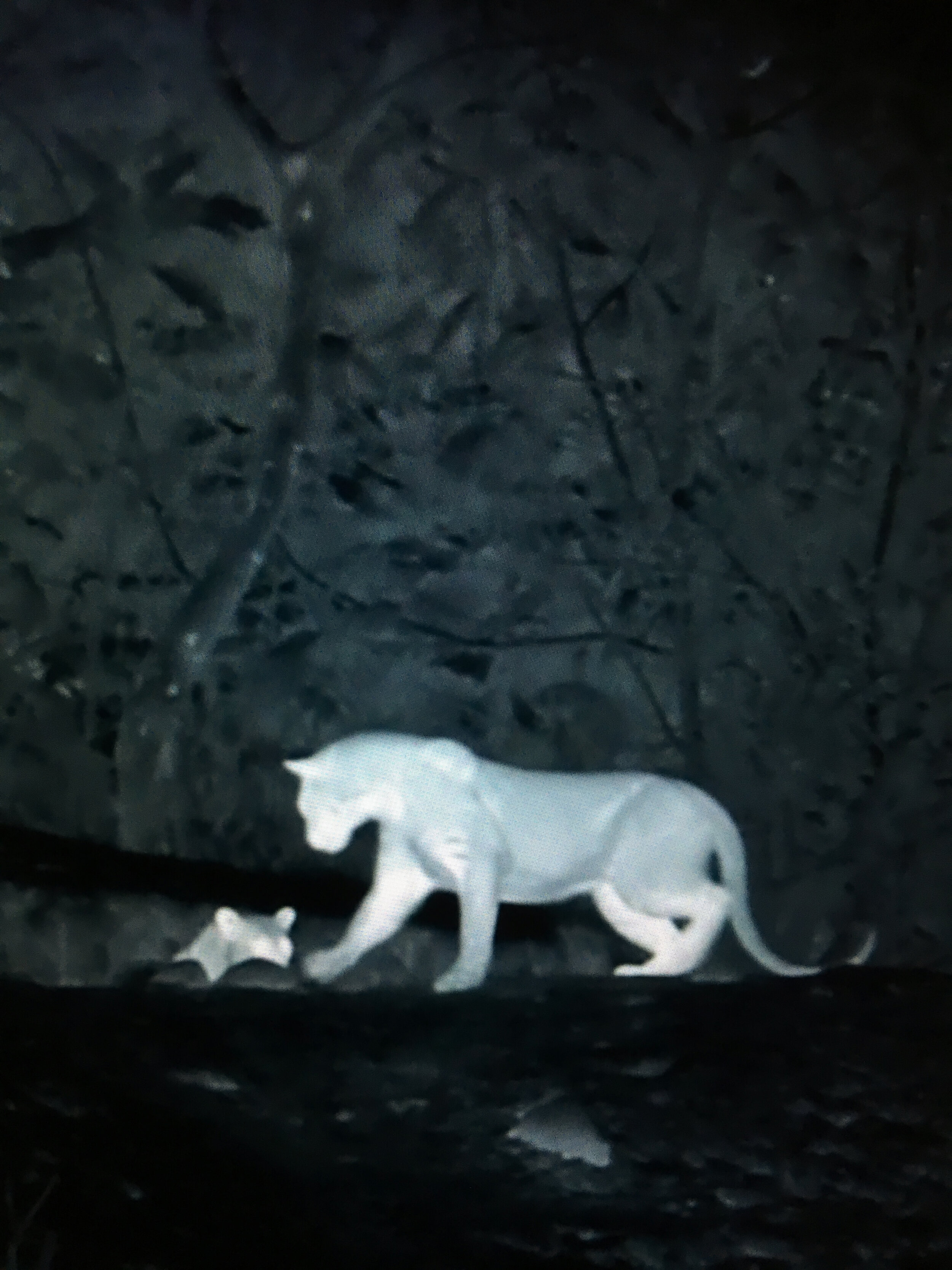 Piglet in danger seen on screen.jpg