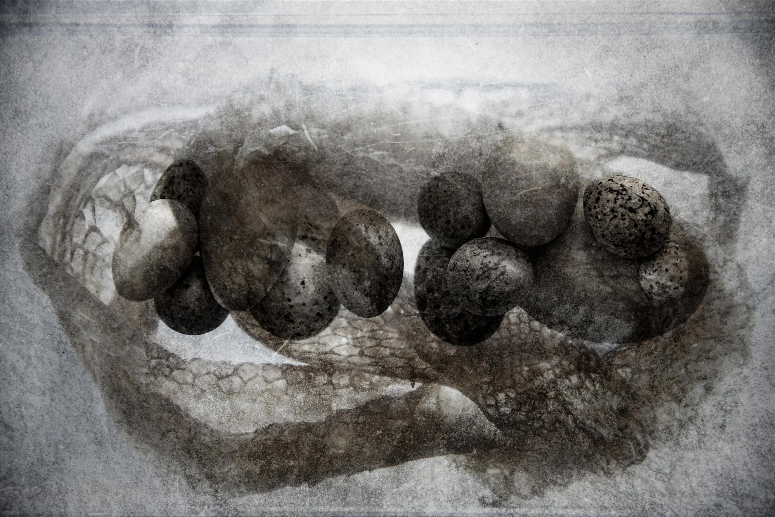 Slange og egg_3075 kopi.jpg