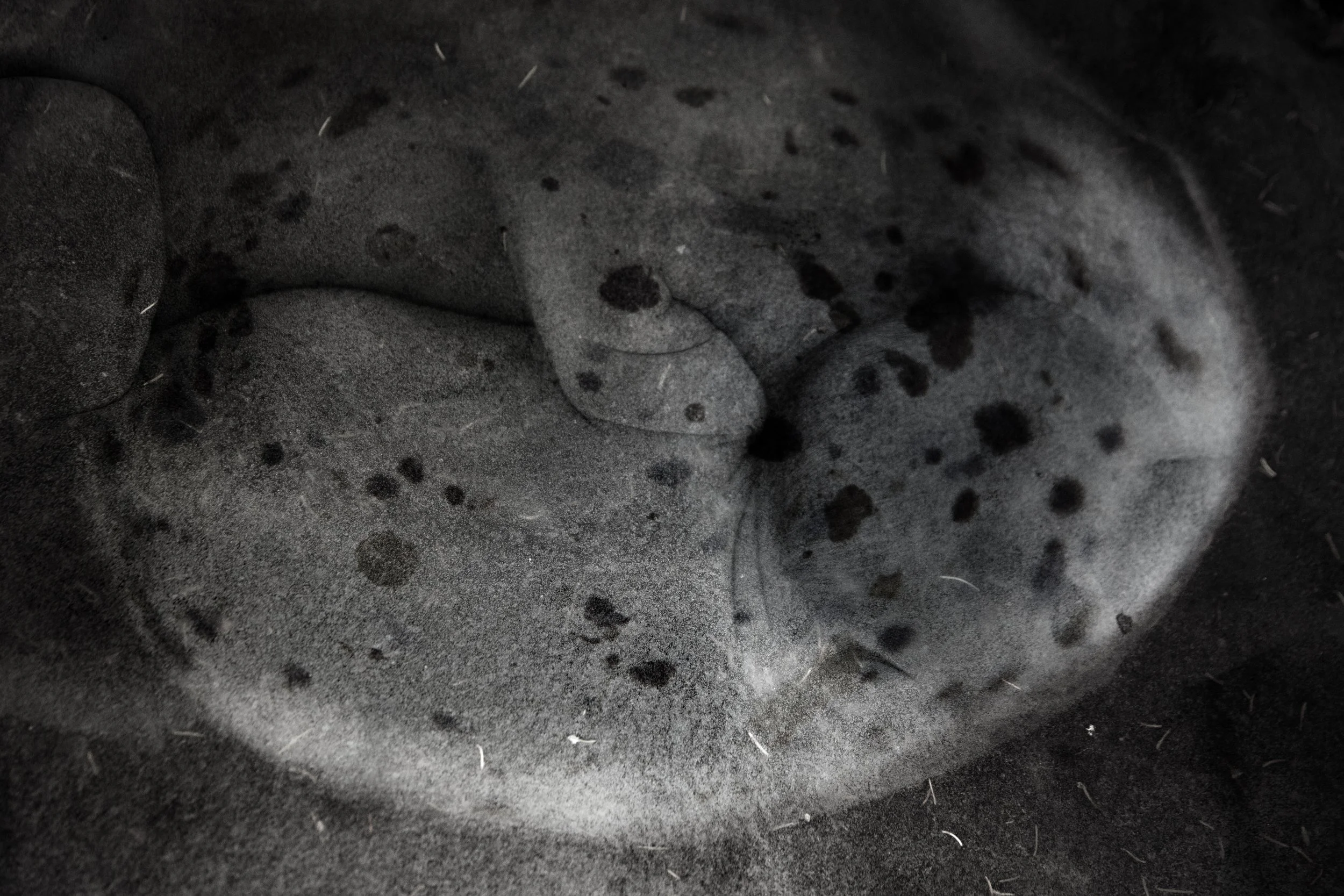 Amnion_med egg_8843.jpg