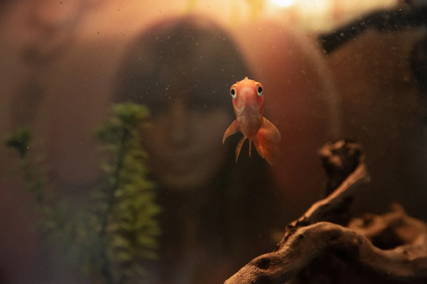 Goldie © Camilla Jensen 2016.jpg