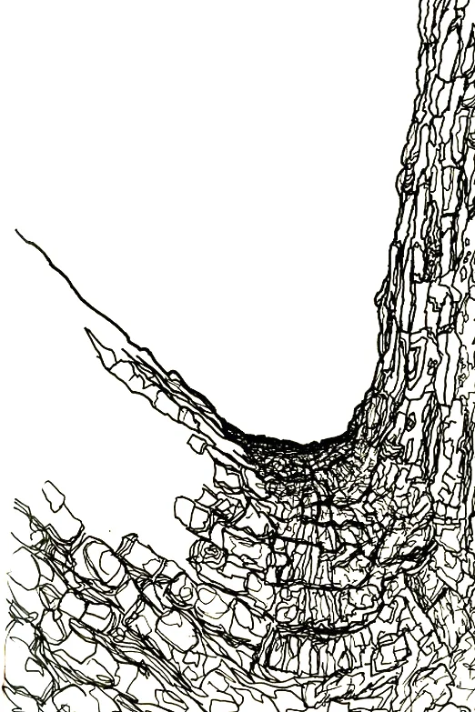 treebark.jpg