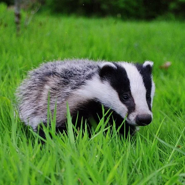 Simpleton 76 - Badger Baiting episode artwork