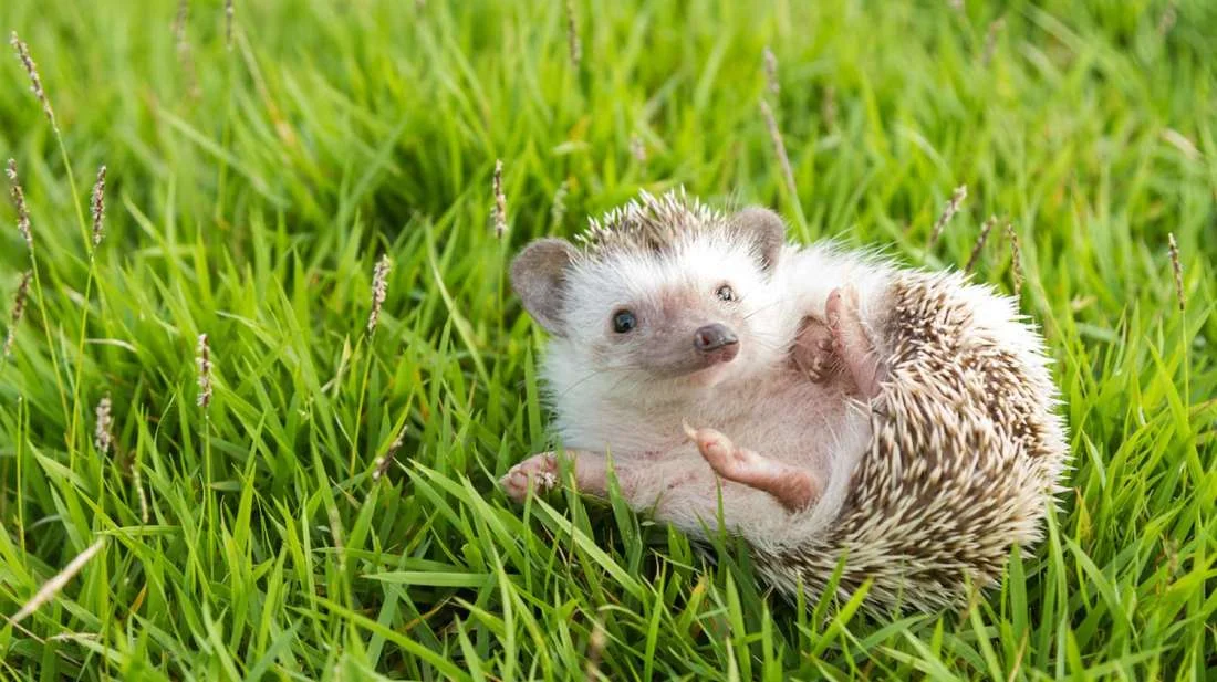Simpleton 79 - Hedgehog or Wolf? episode artwork