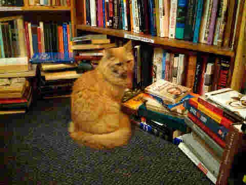bookstore%20cat.jpg