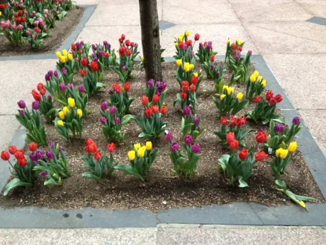 Spring.jpg