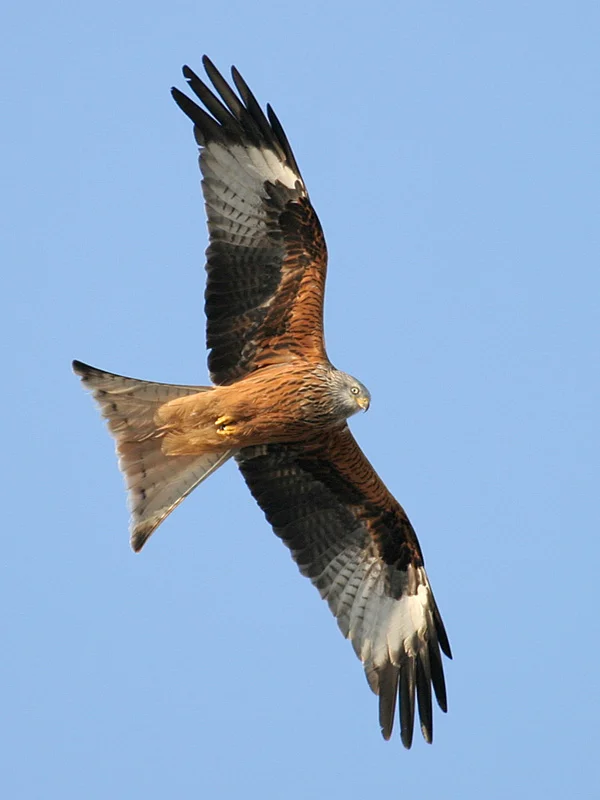 Milvus_milvus_R(ThKraft).jpg