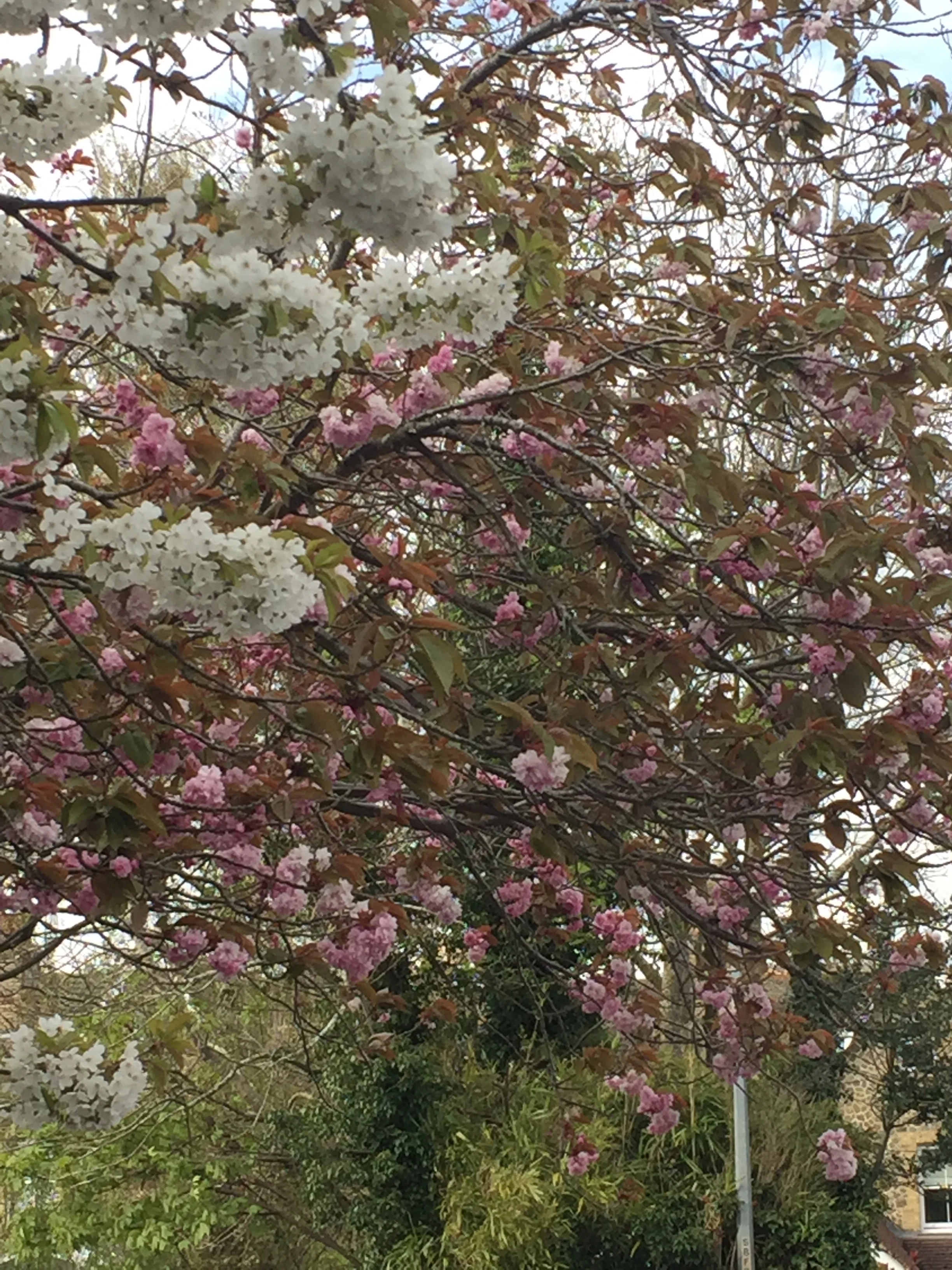 Peak Skills - treating hayfever