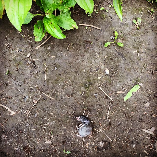 Was out walking and thinking of all my little problems when I almost stepped on this little corpse....