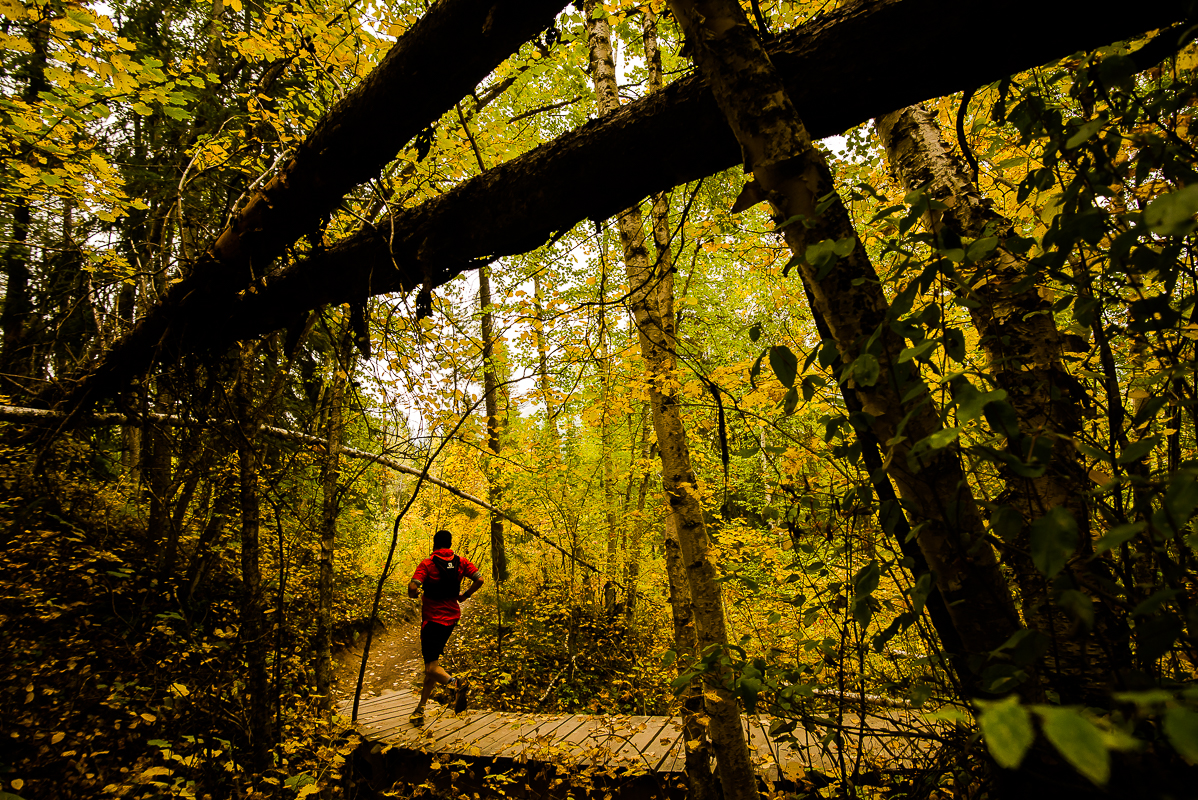 Golden Woods