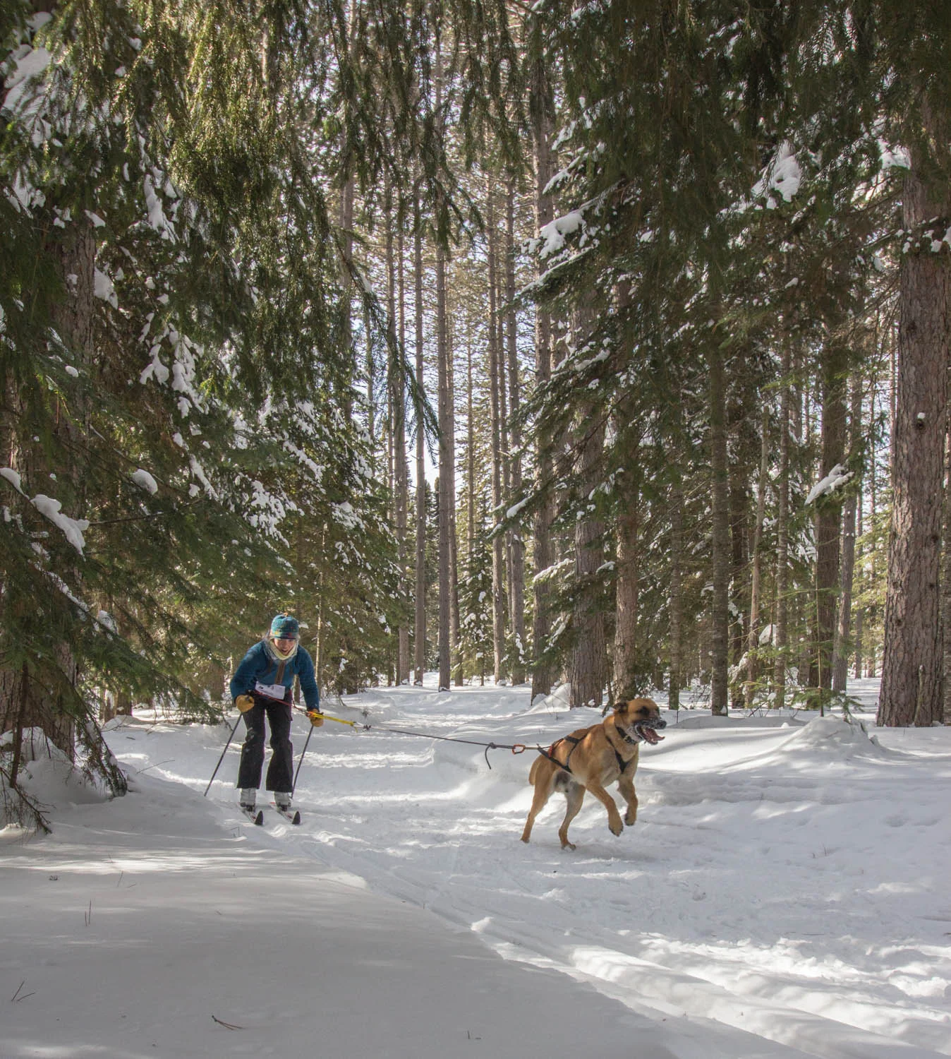 Rachel Seim and Oulak fly into the home stretch to become the winners of the 2014 "Best in Snow"! Photo by Tom Spence