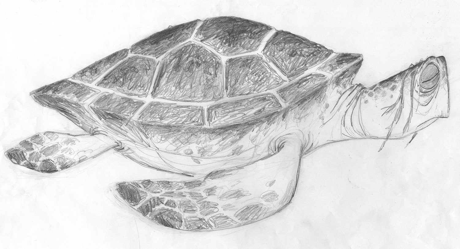 Черепаха рисунок. Черепаха рисунок карандашом. Черепаха рисунок карандашом цветным. Нарисовать черепаху карандашом.