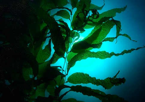 SEAWEED - THE NEXT SUPERFOOD?