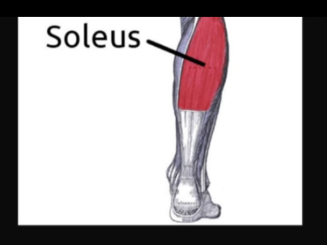 TODAY'S EDGE: STOP IGNORING YOUR SOLEUS