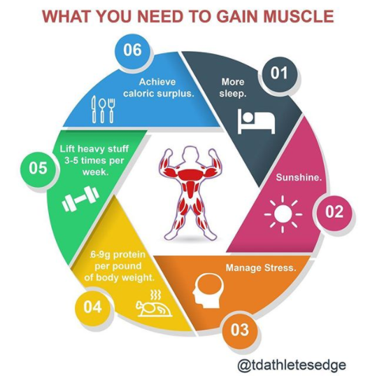 6 COMPONENTS TO EFFICIENT MUSCLE GAIN