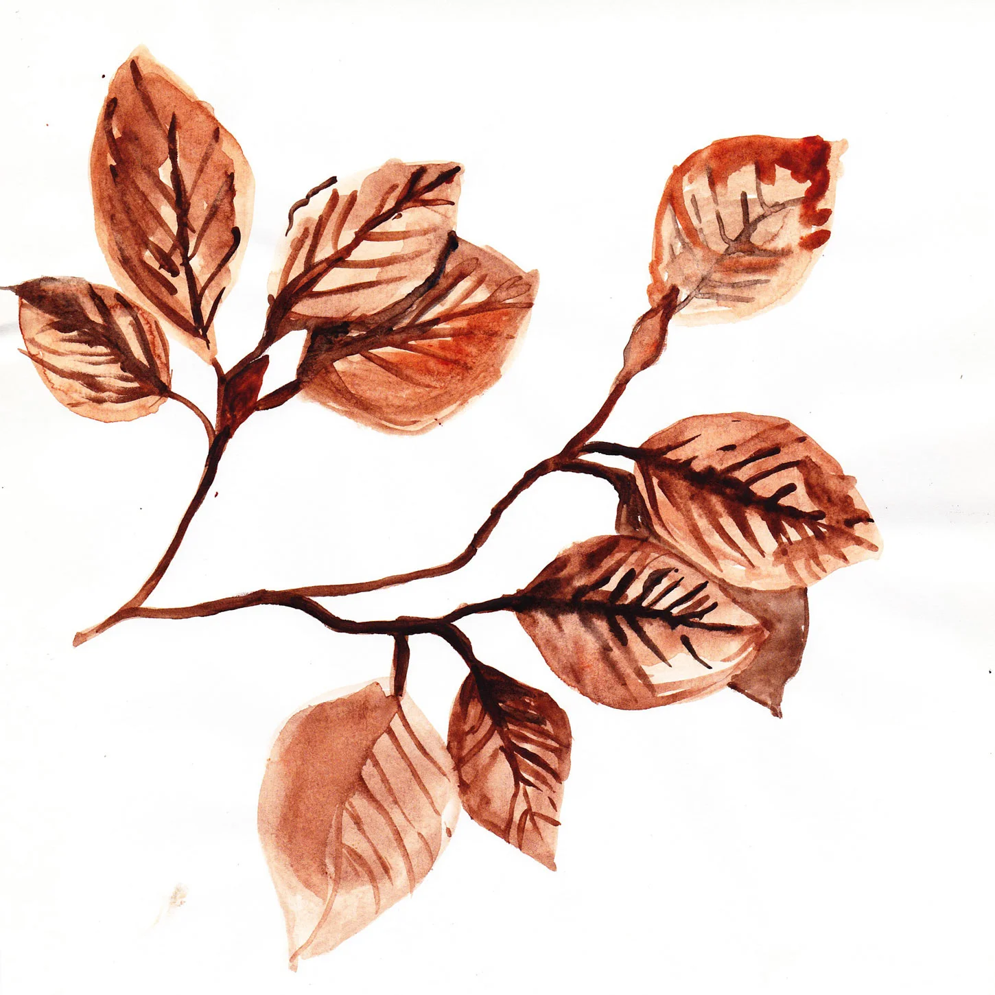 Beech.jpg