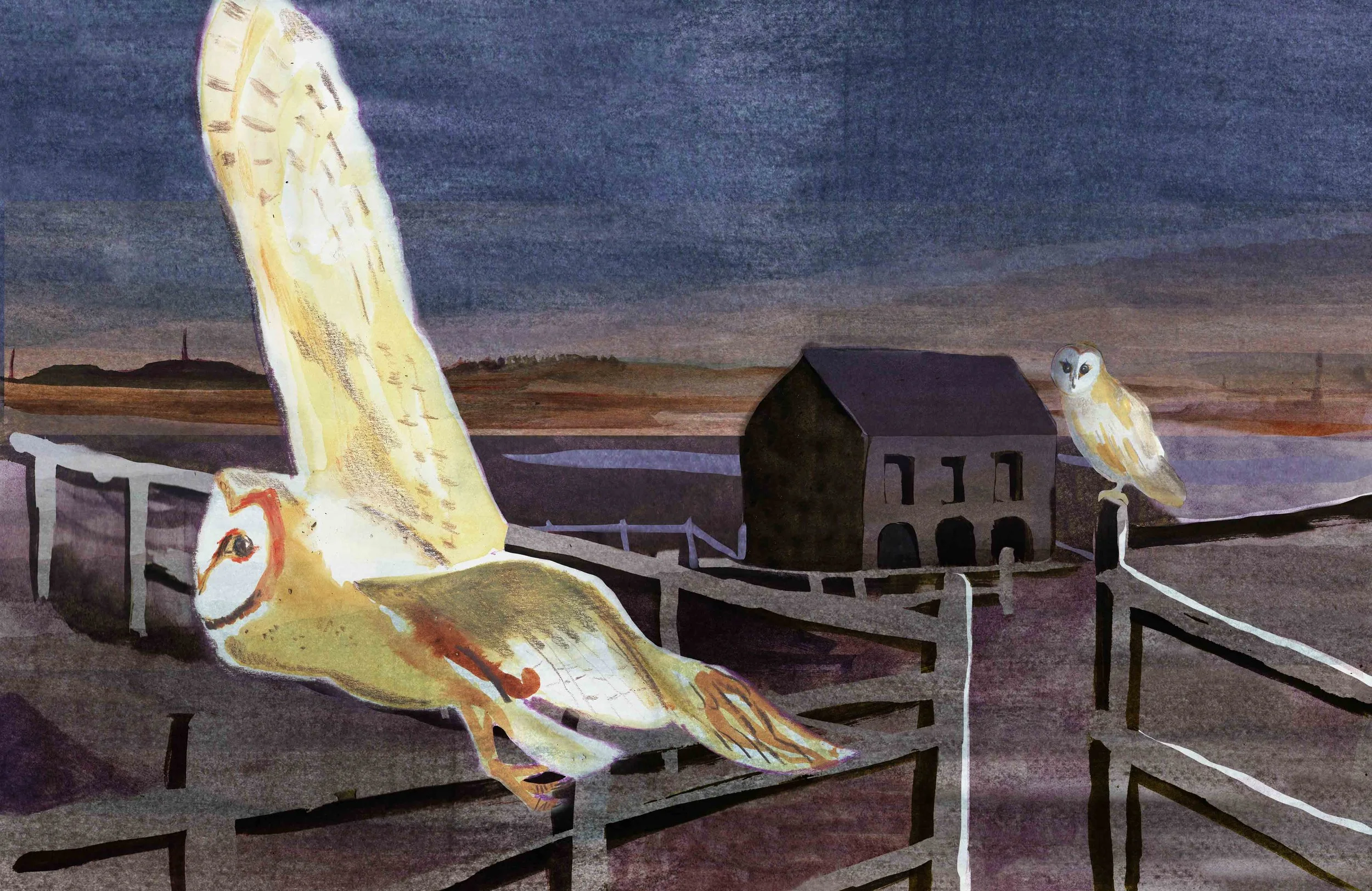 BARN_OWL.jpg
