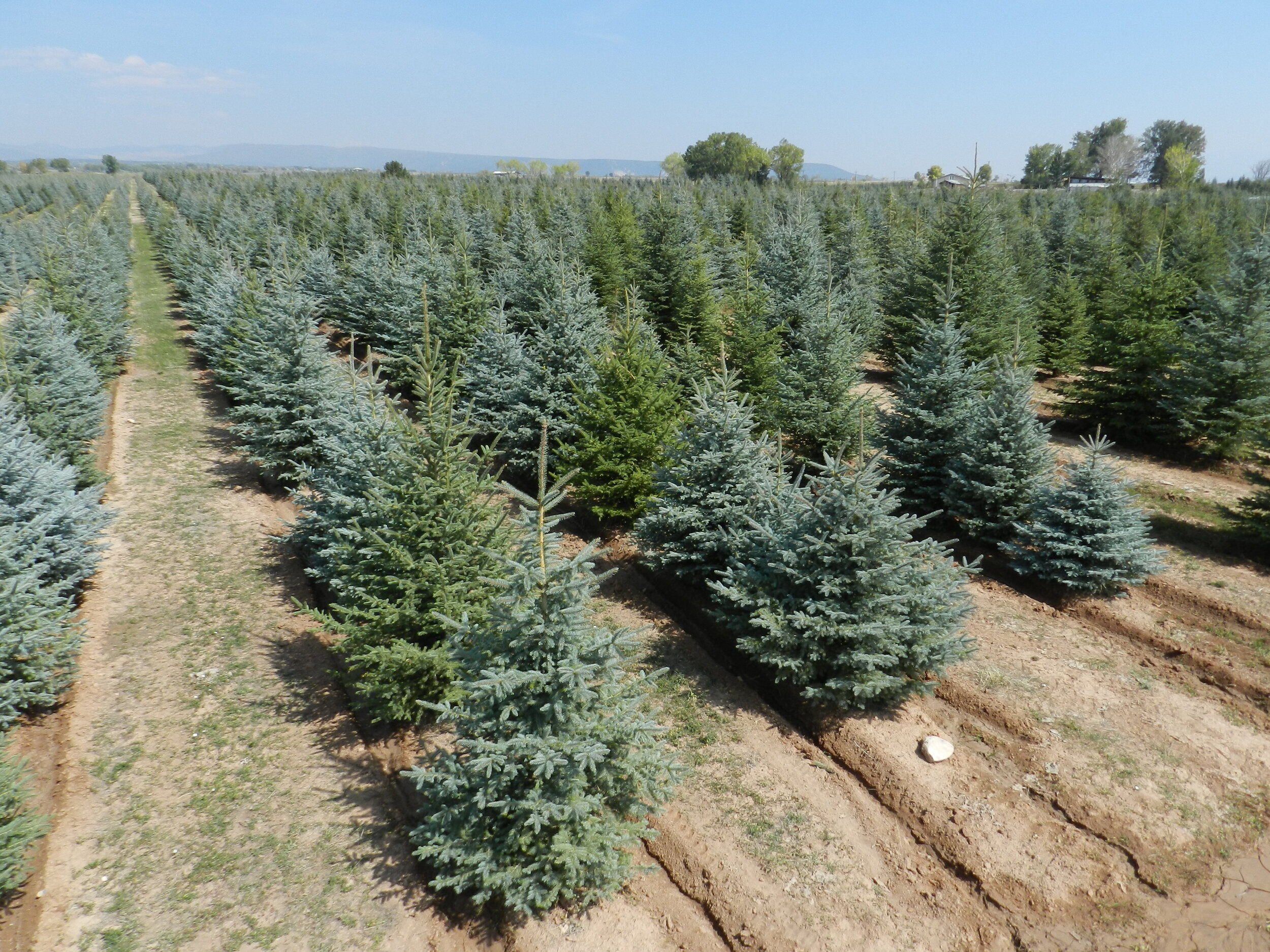 Blue Spruce Trees.jpg