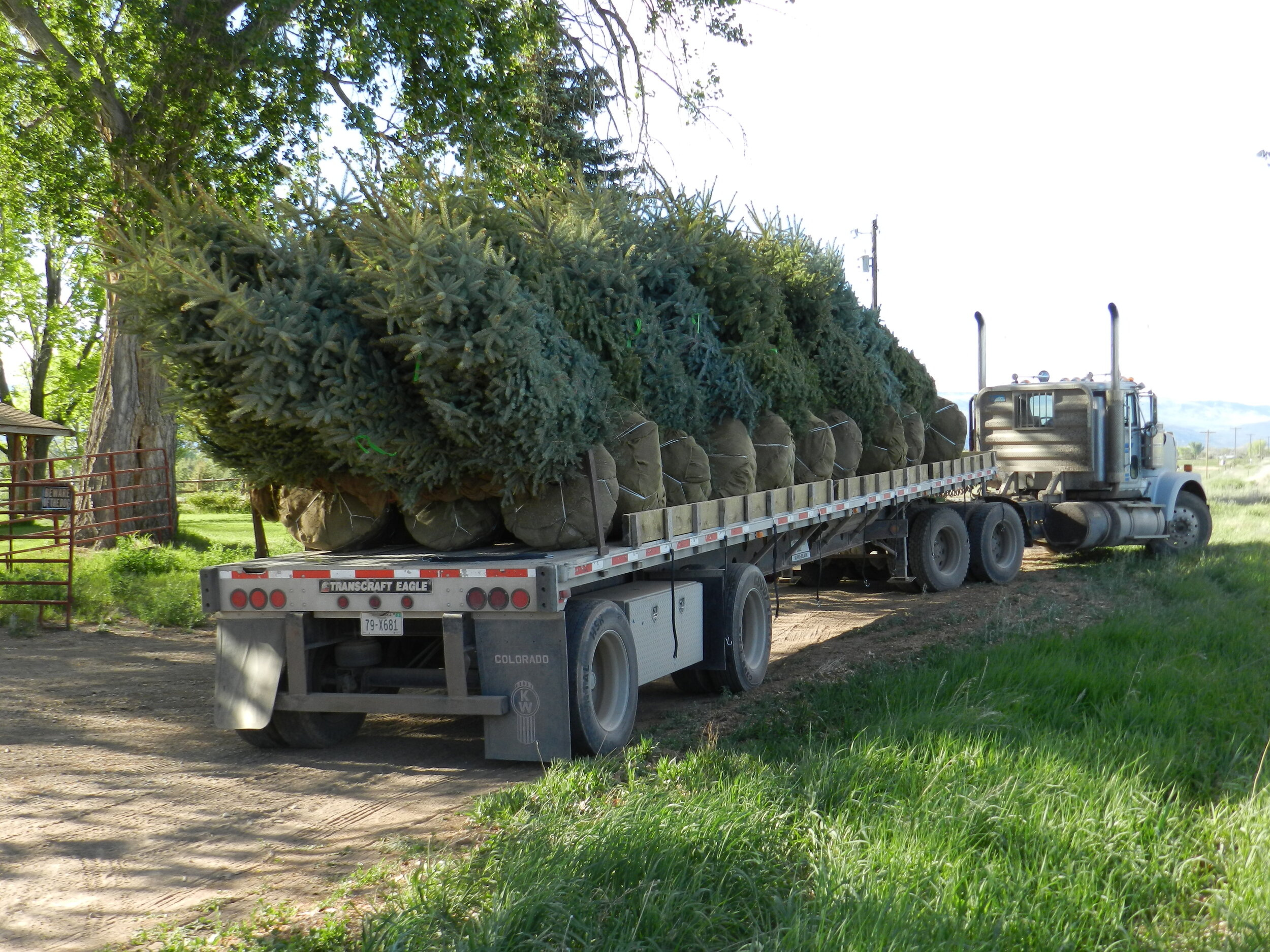 Spruce Point Tree Farm - Trees for Transport.jpg