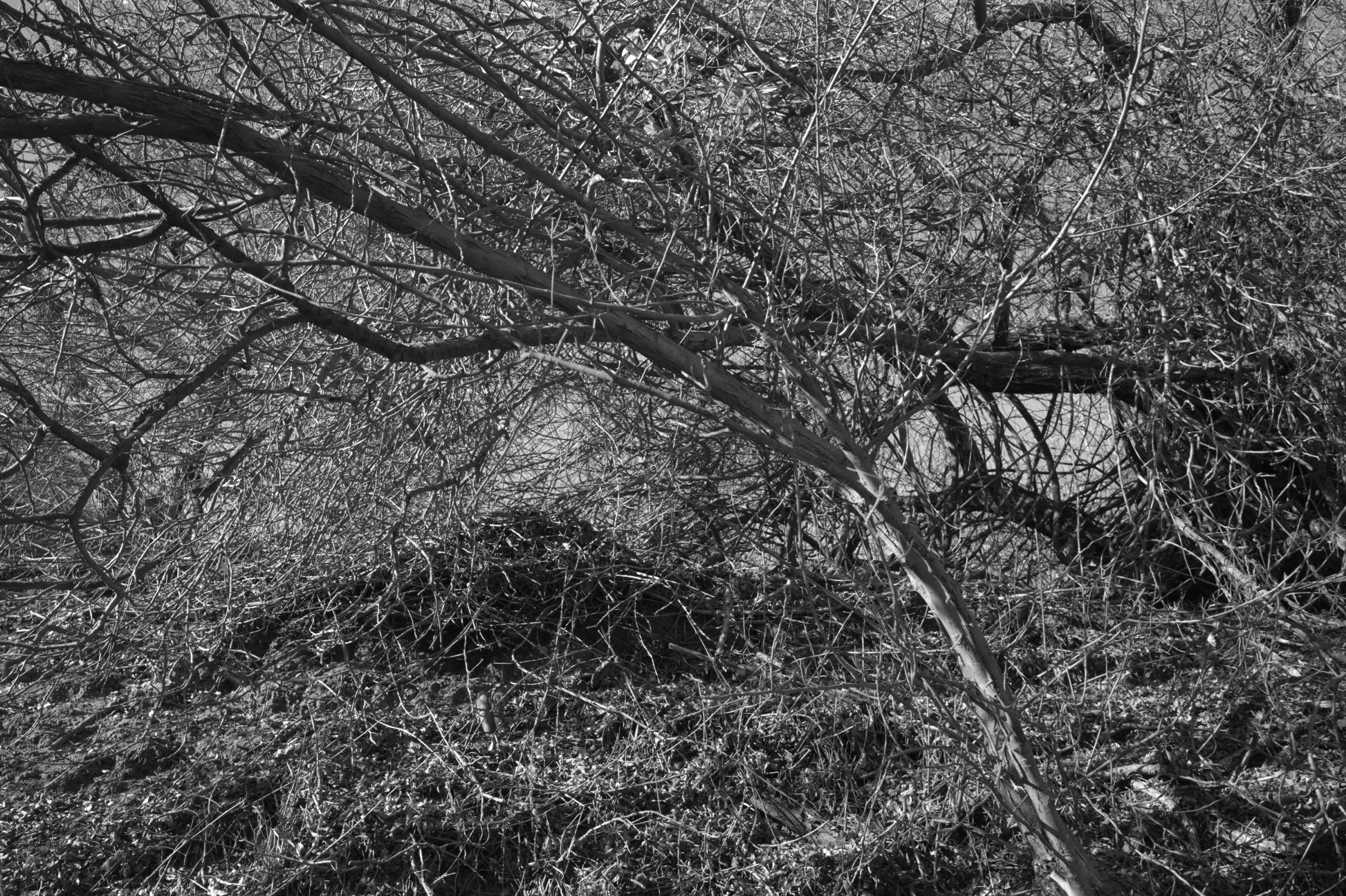 L1000589.jpg