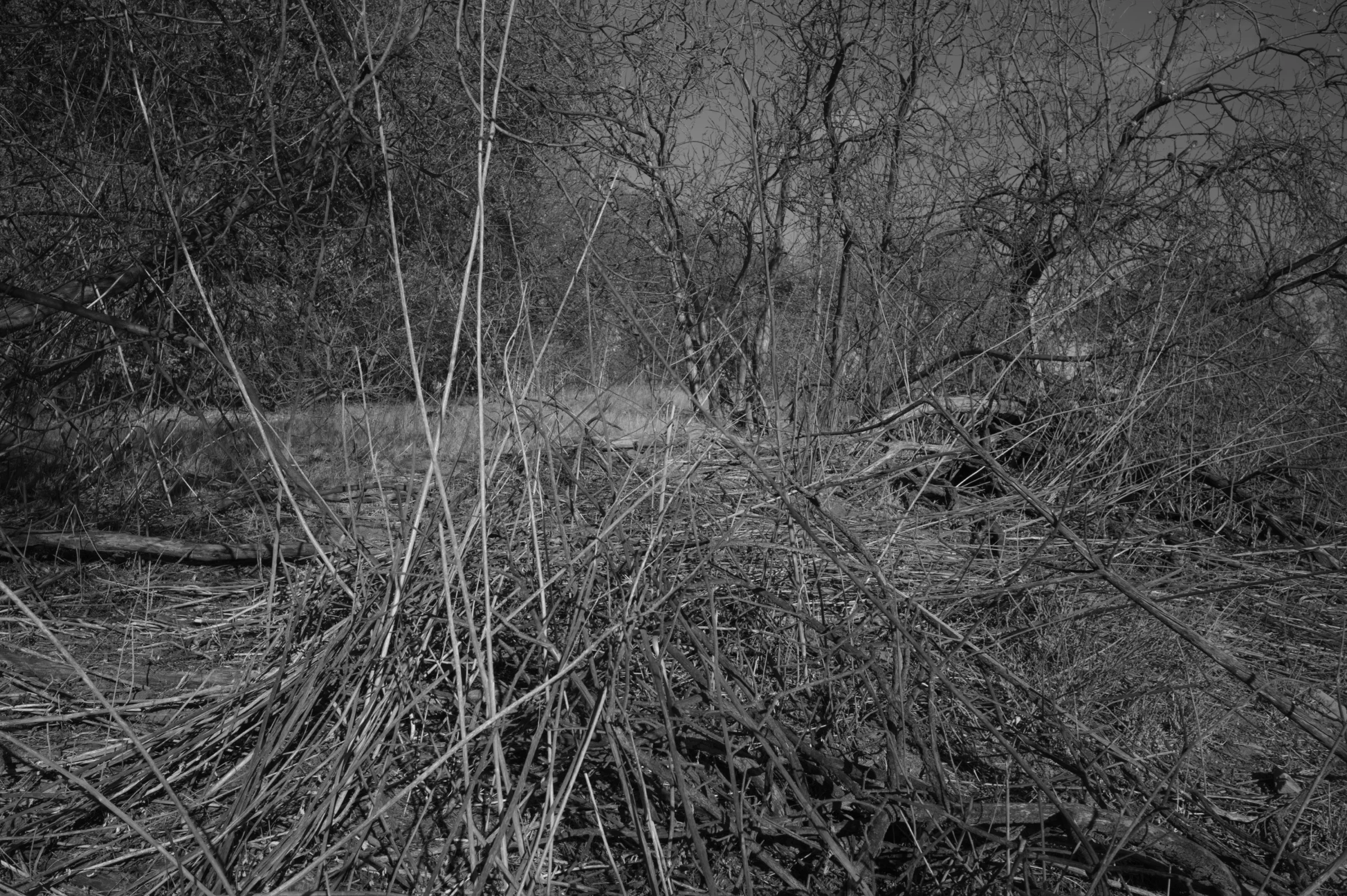 L1000603.jpg