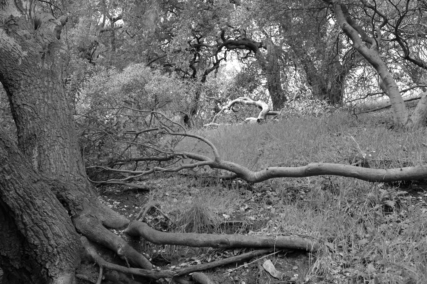 L1008196 - Version 2.jpg