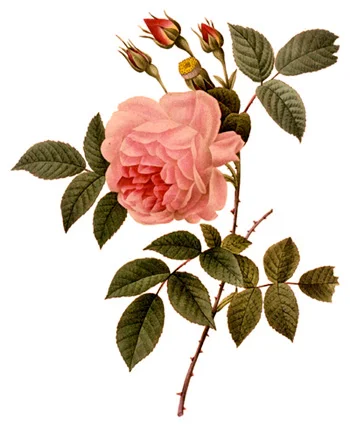 3.redoute_rosa_indica.jpg