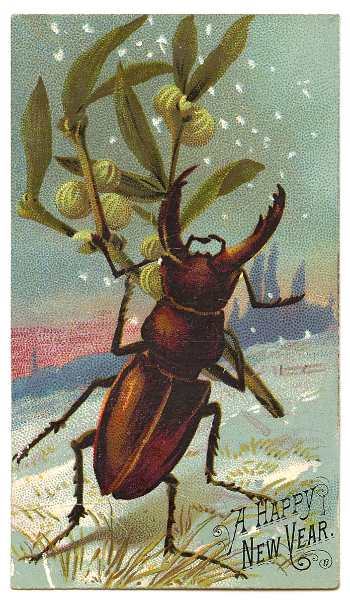 Giant Stag Beetle carrying gooseberries through the snow on New Years Eve.