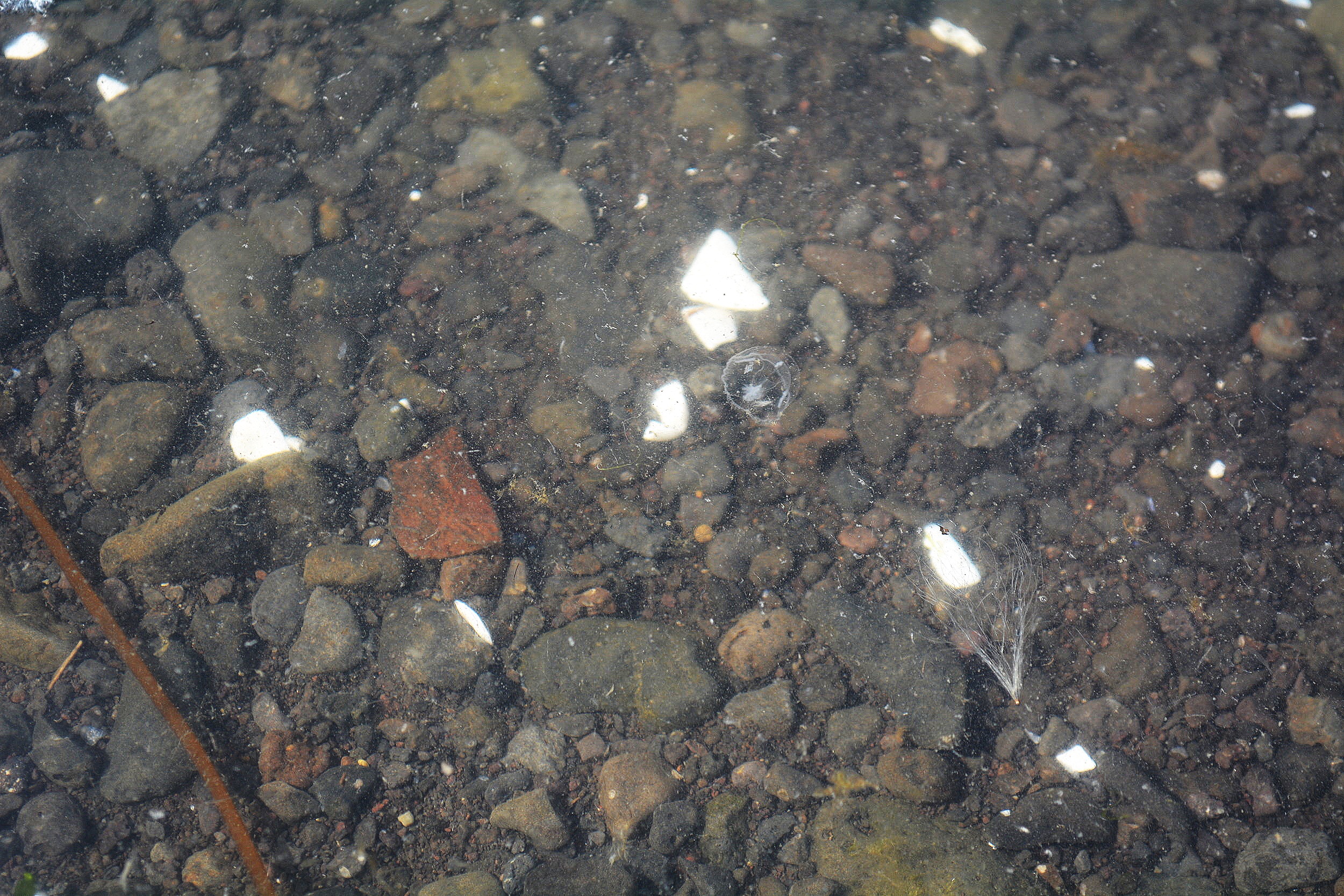 DSC_6116_jellyfish_atlantic.JPG