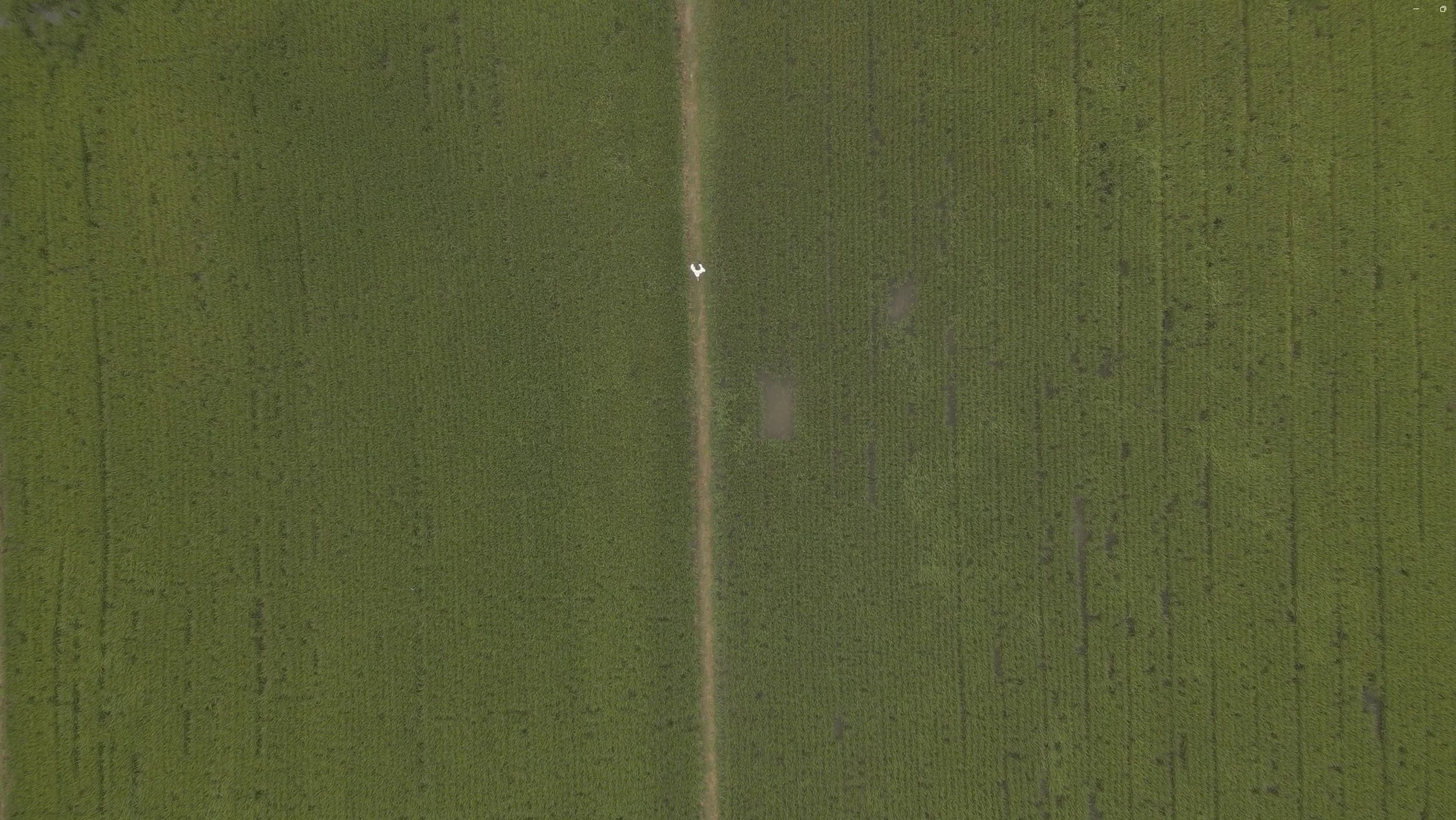 Frequency Comb-video still 02.jpg