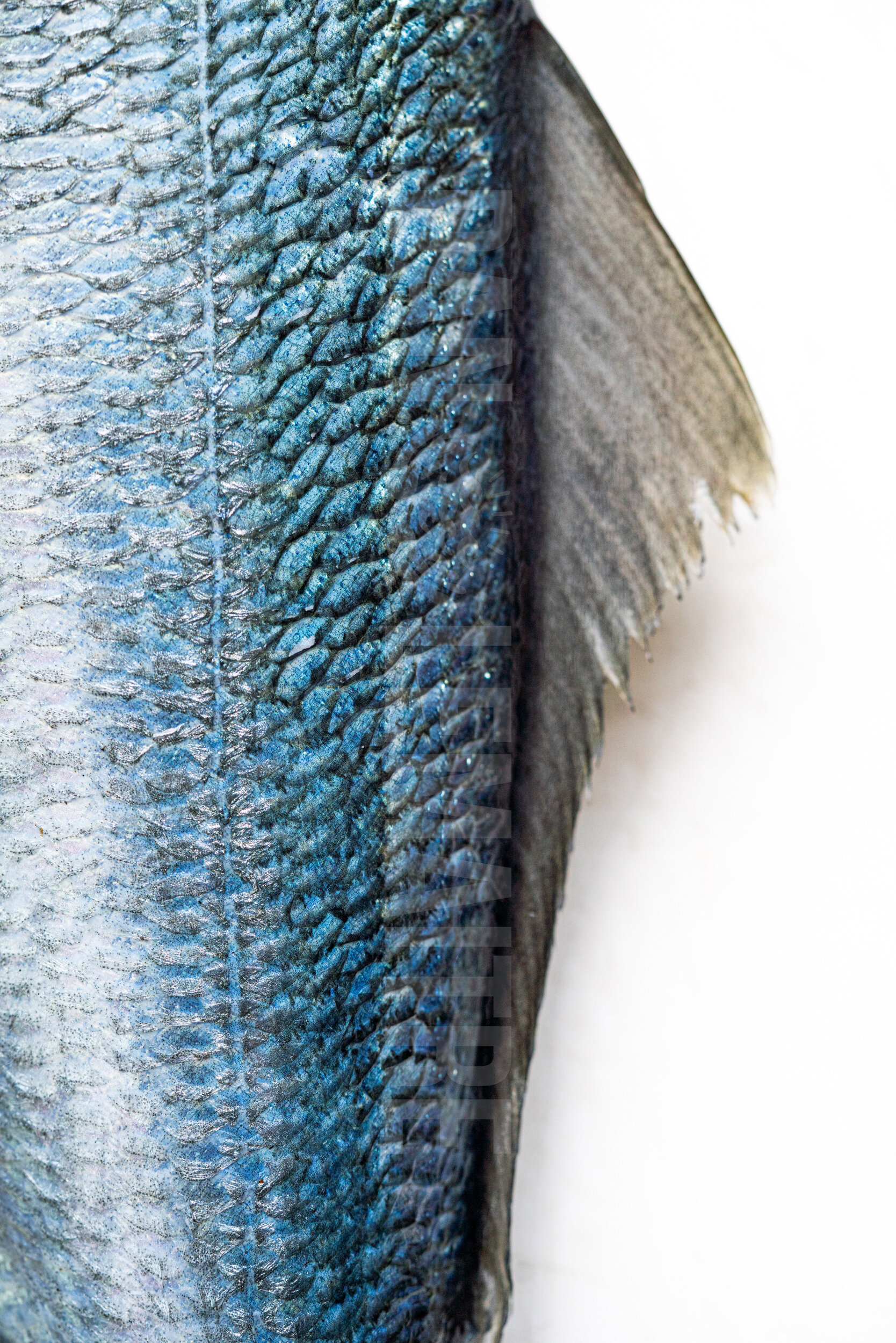 Bluefish Texture