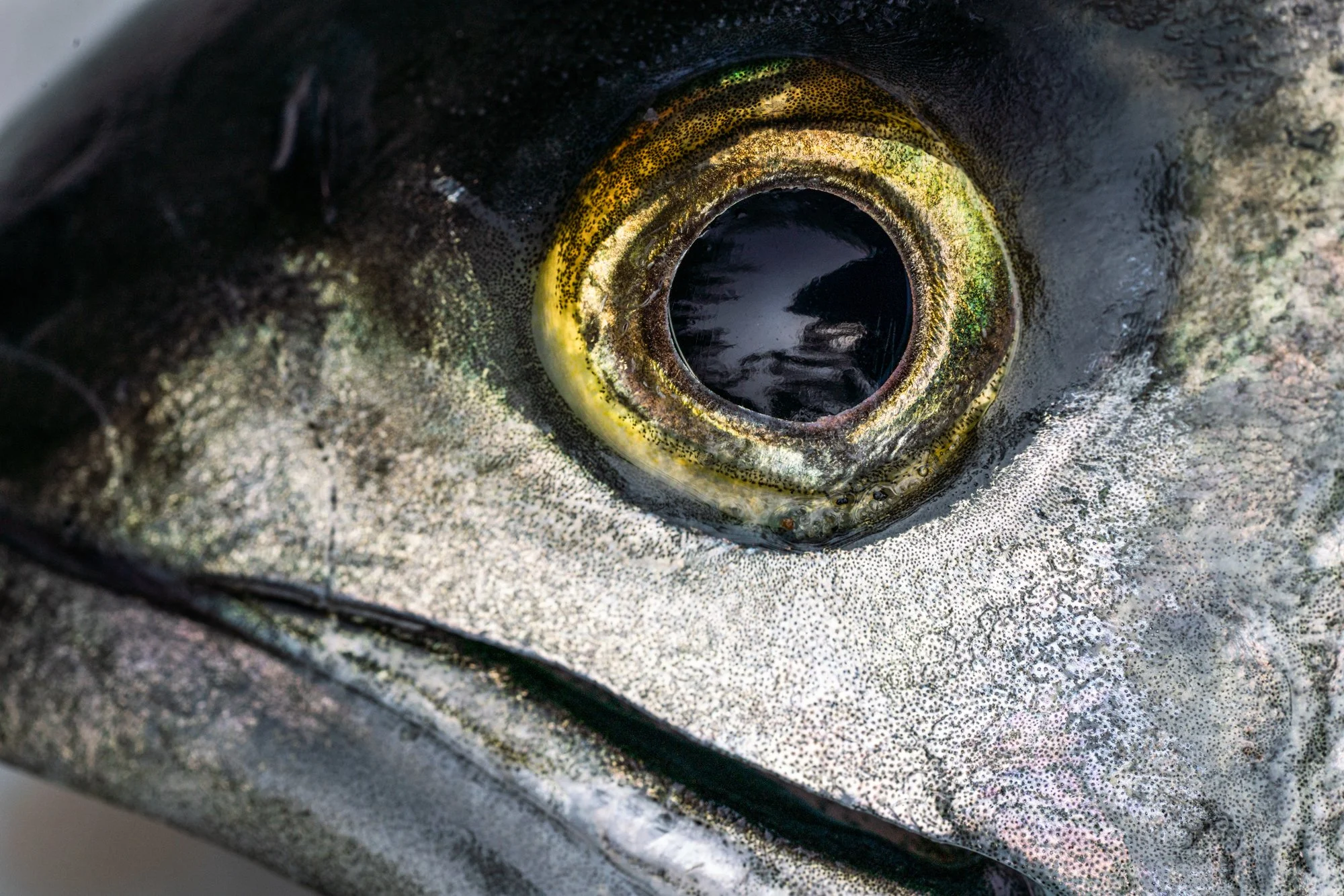 Bluefish Eye