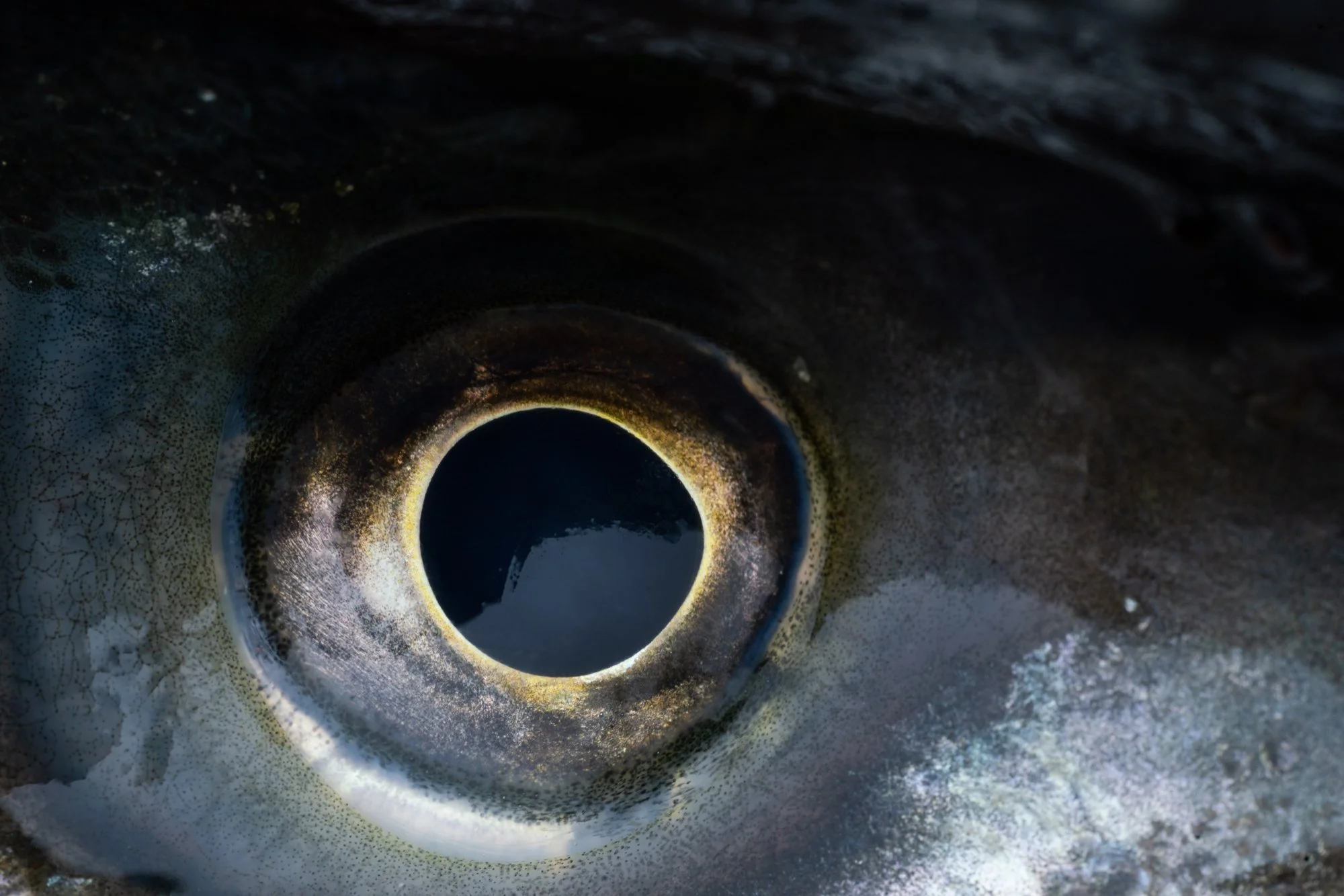 Bass Eye