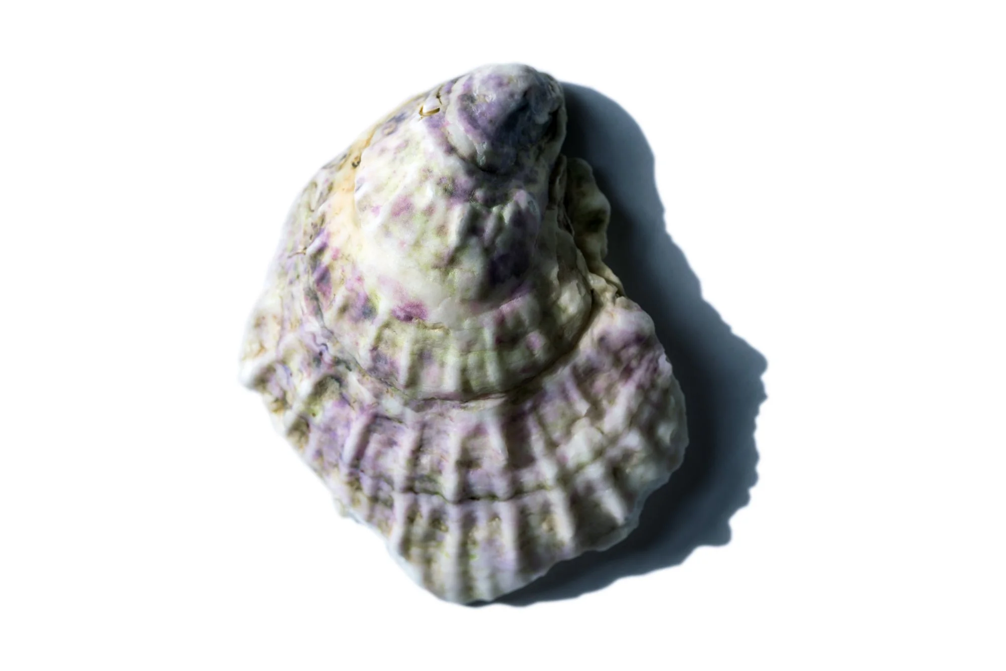 Oyster II