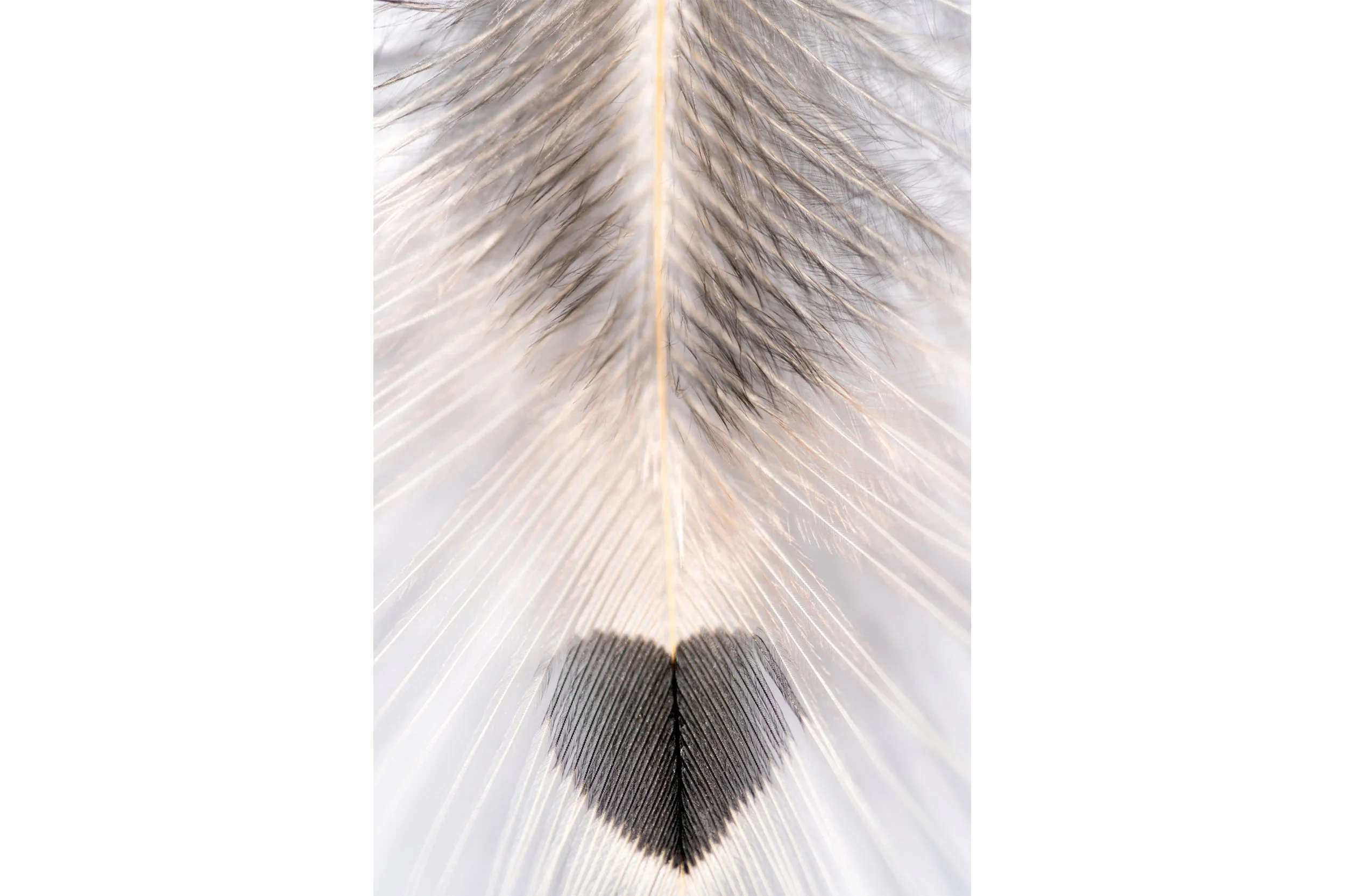 Macro Feather
