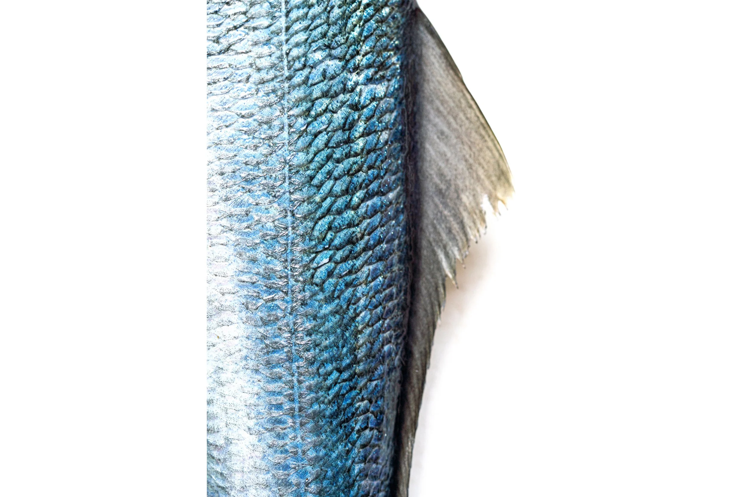 Bluefish Texture