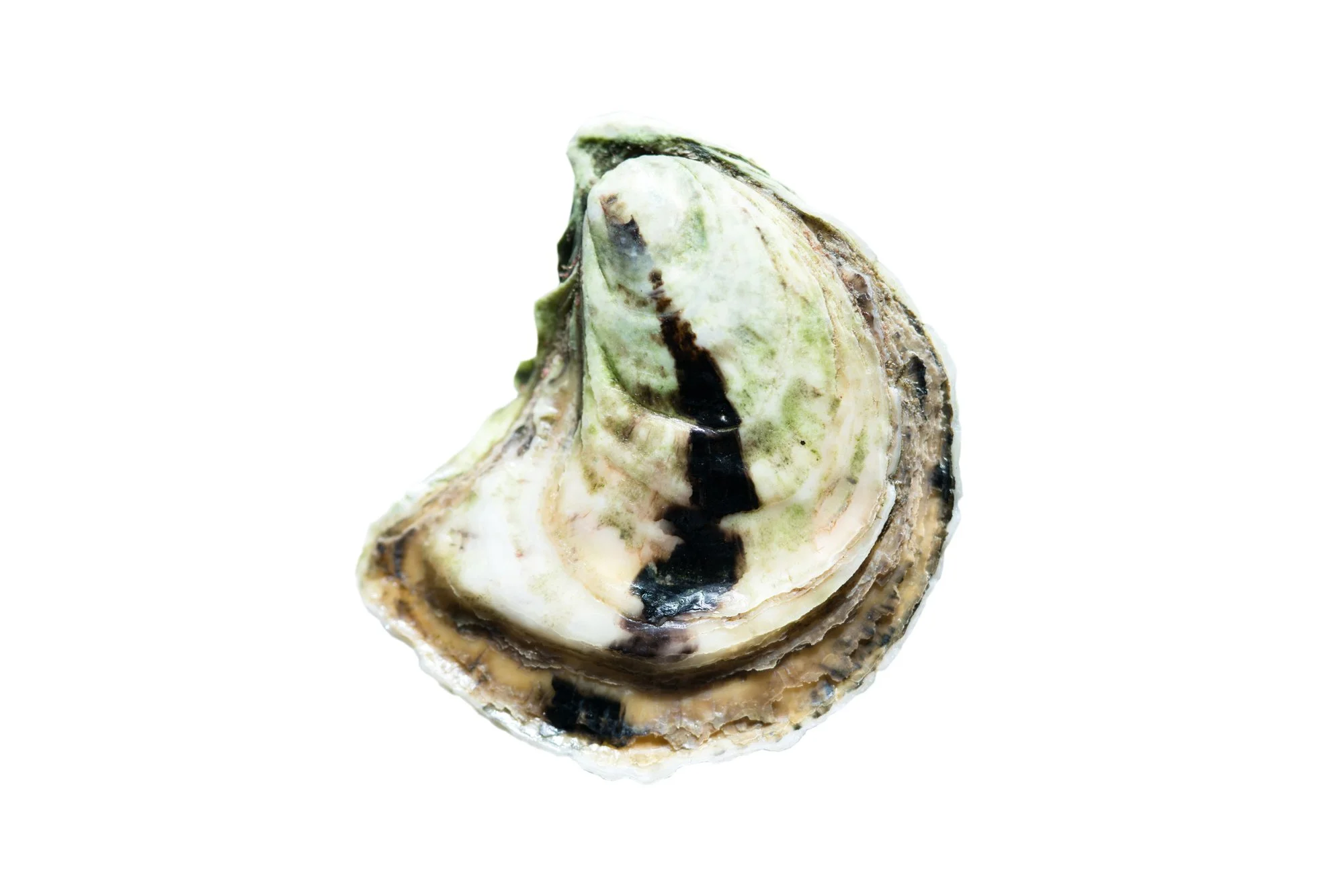 Oyster III