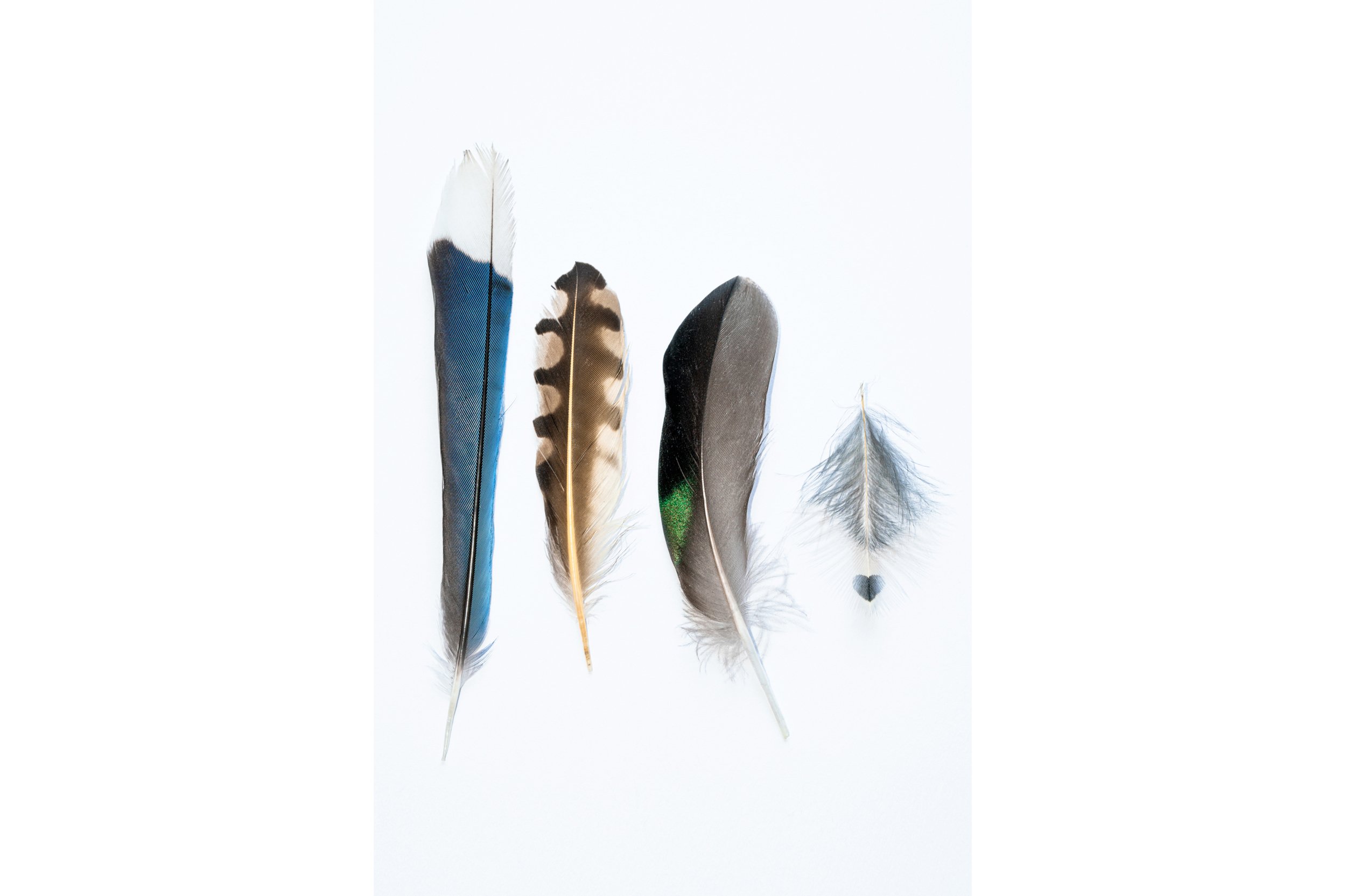 Island Feathers