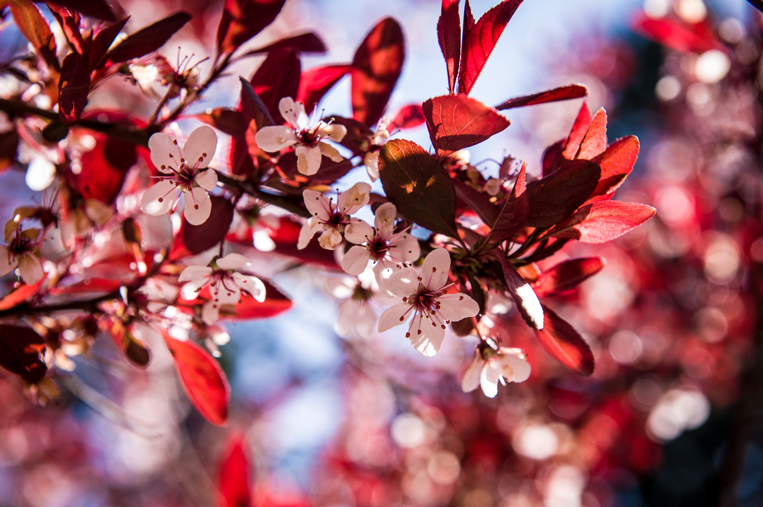 2012-04-06_NYC-Botanical-Gardens_109.jpg